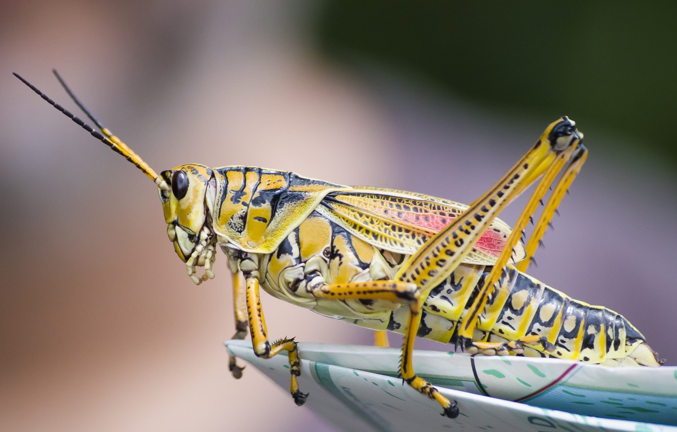 Grasshopper Wallpapers