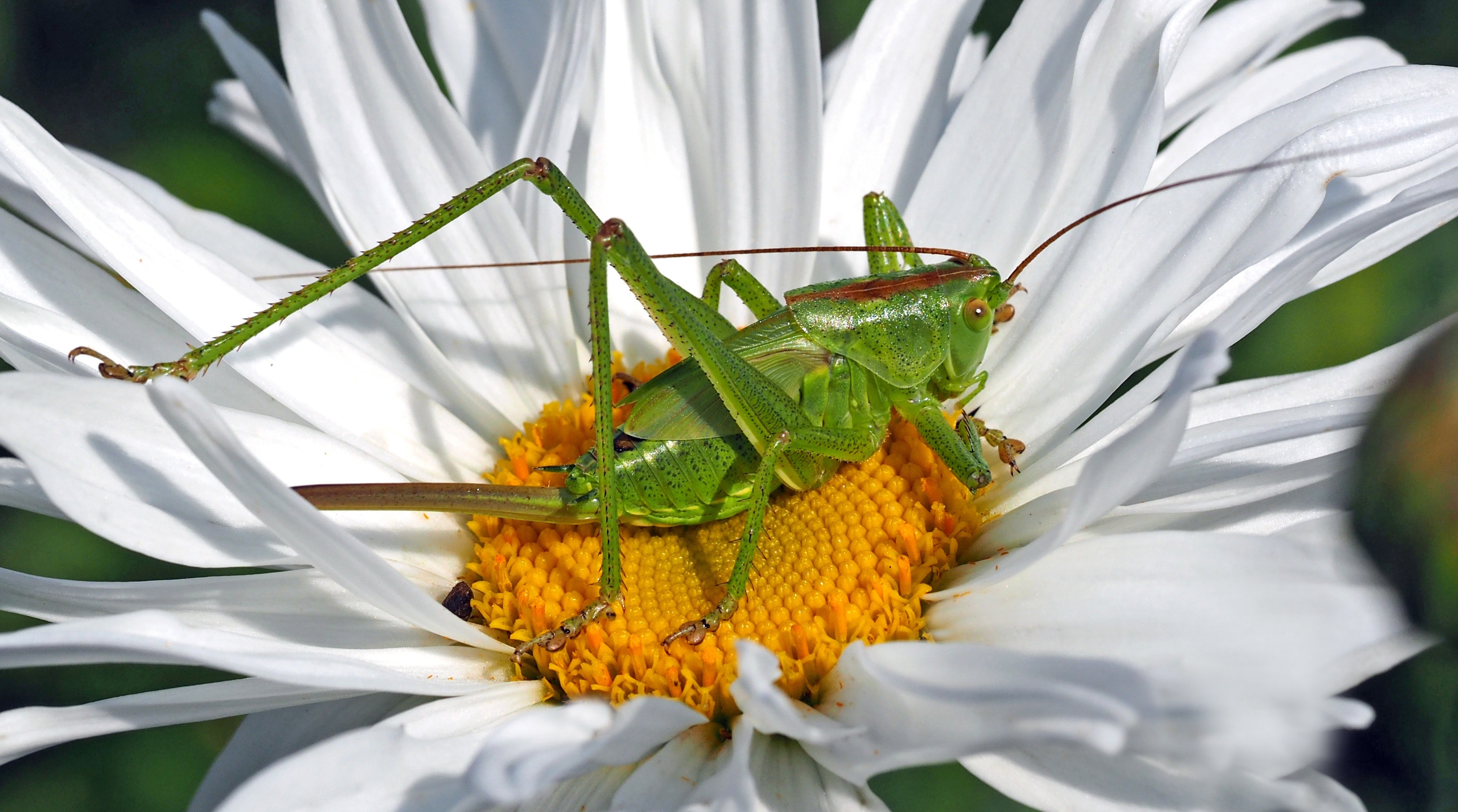 Grasshopper Wallpapers