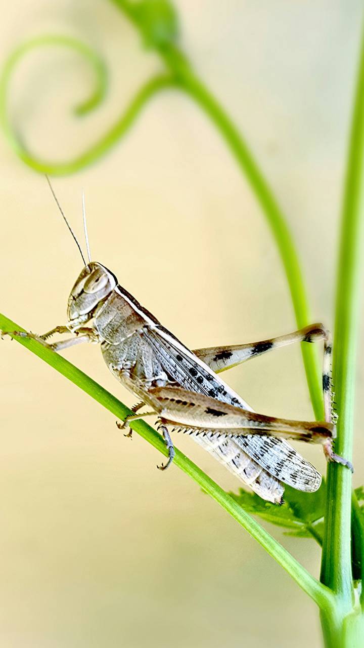 Grasshopper Wallpapers