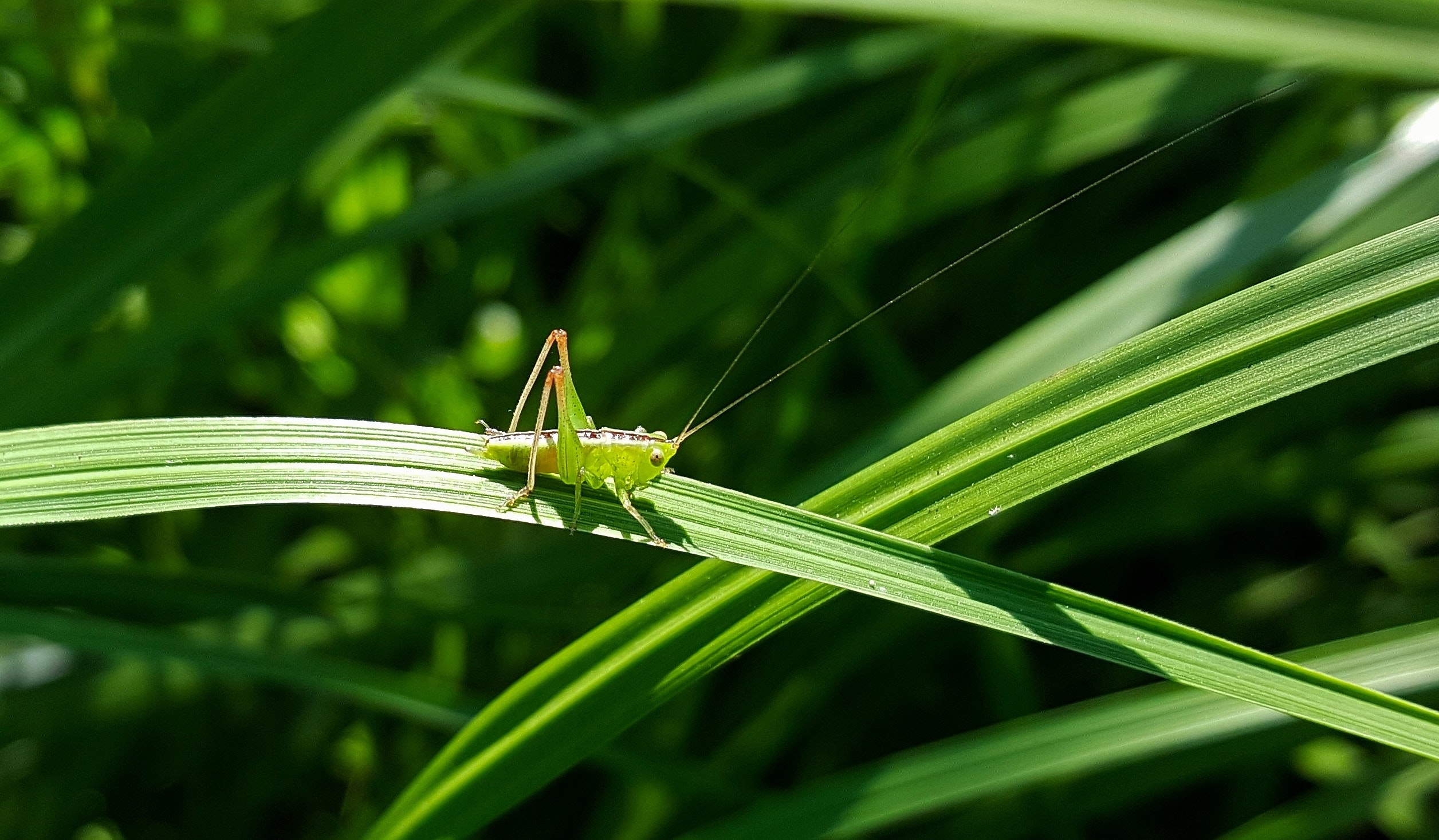 Grasshopper Wallpapers