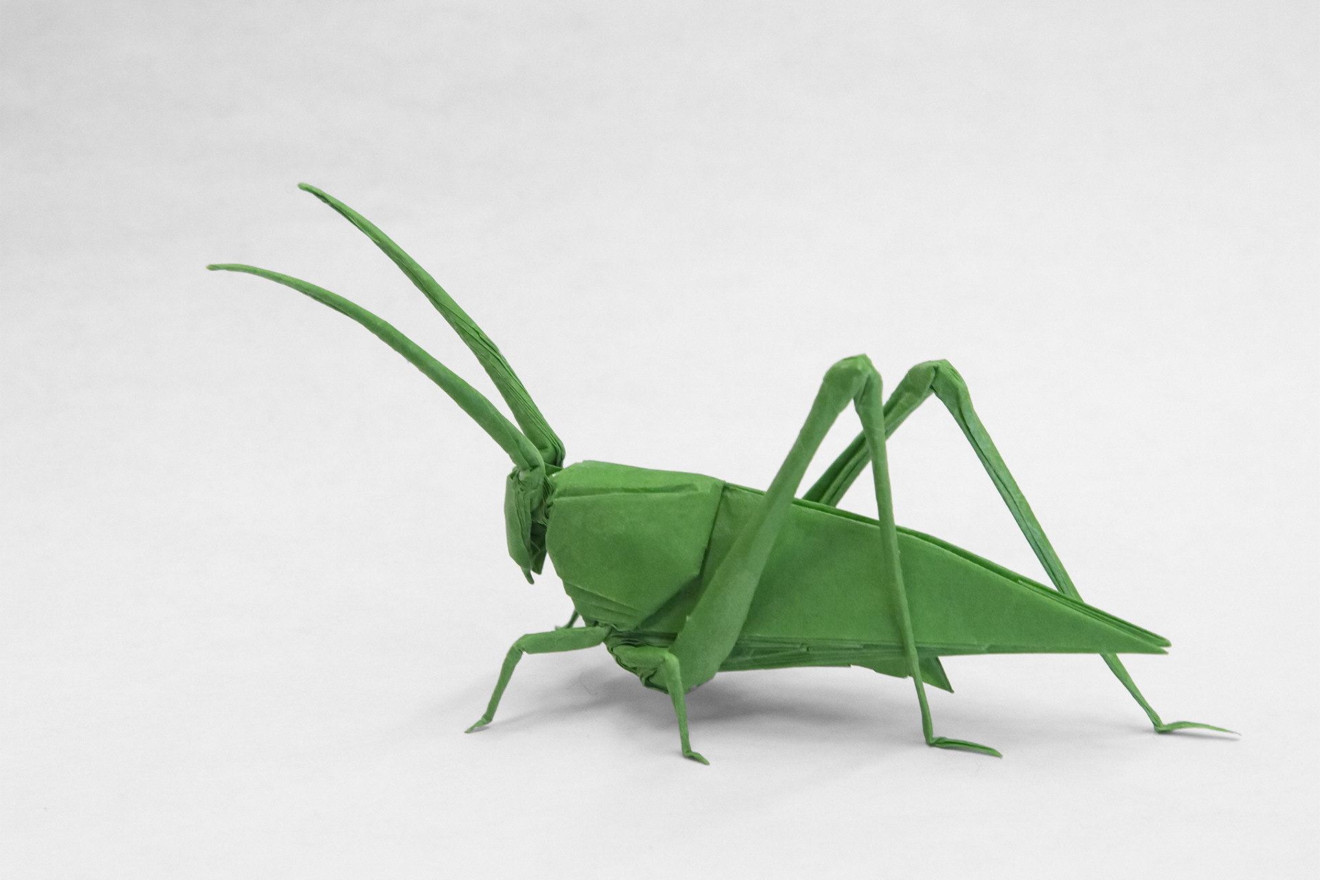 Grasshopper Wallpapers