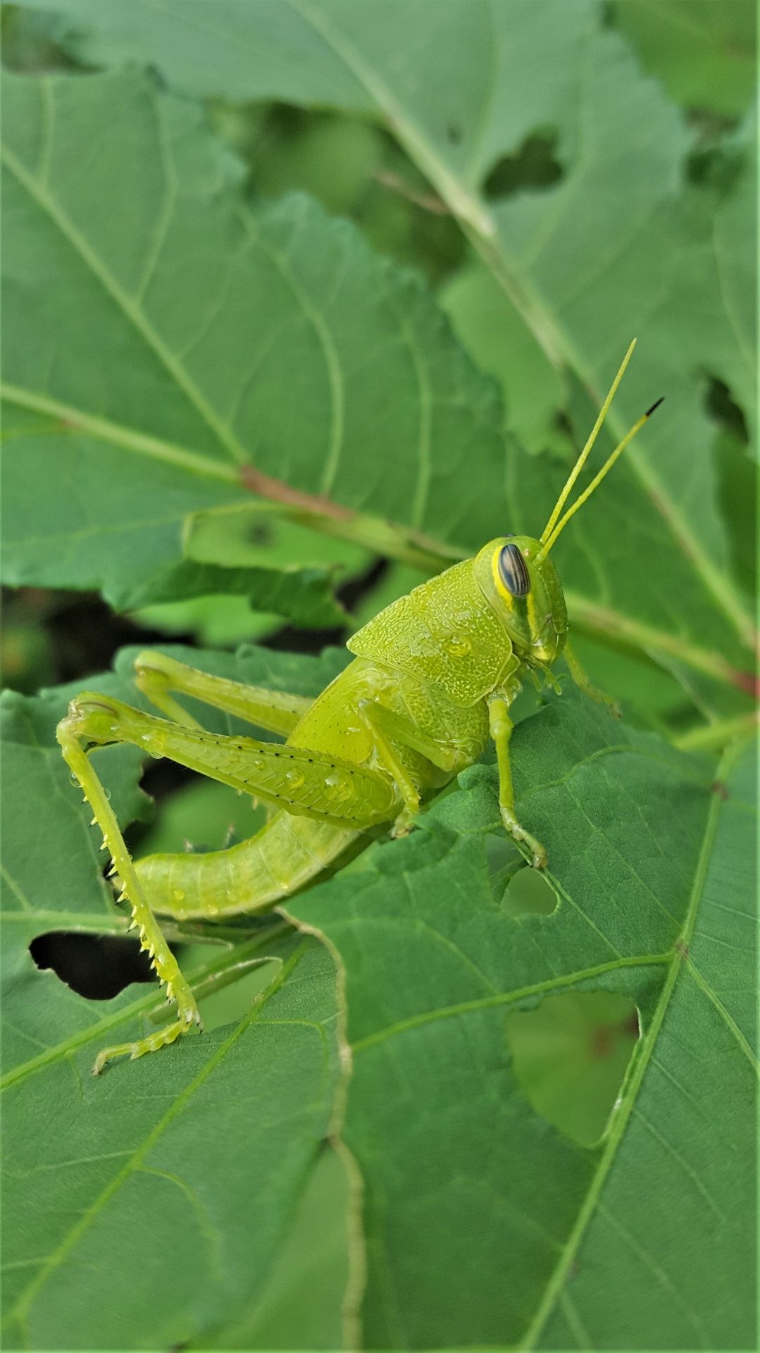 Grasshopper Wallpapers