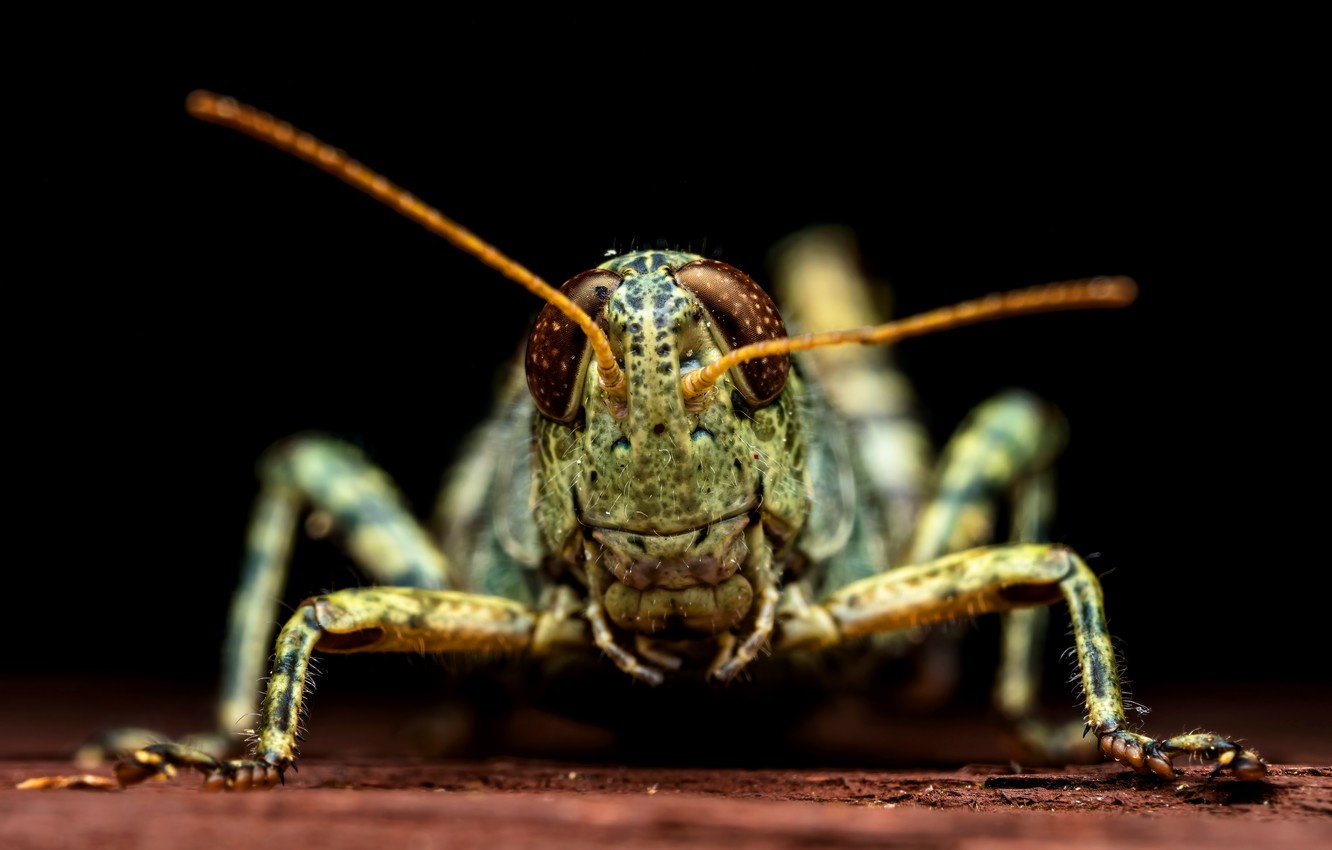 Grasshopper Wallpapers