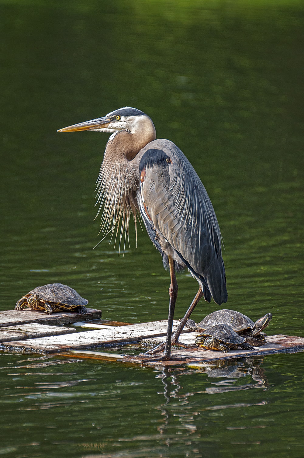 Great Blue Heron Wallpapers