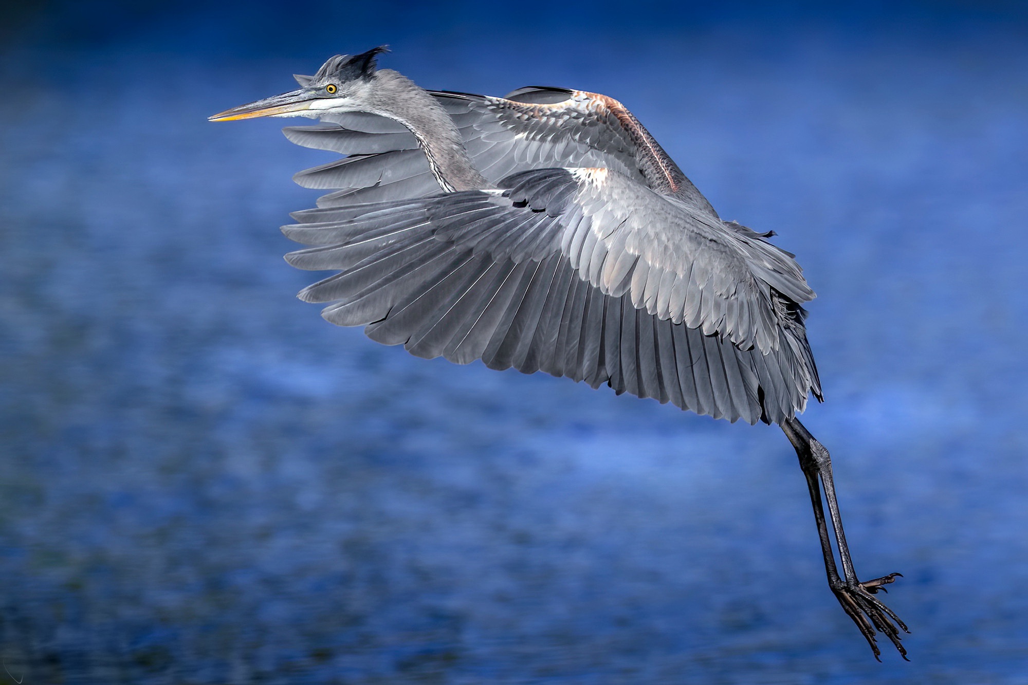 Great Blue Heron Wallpapers