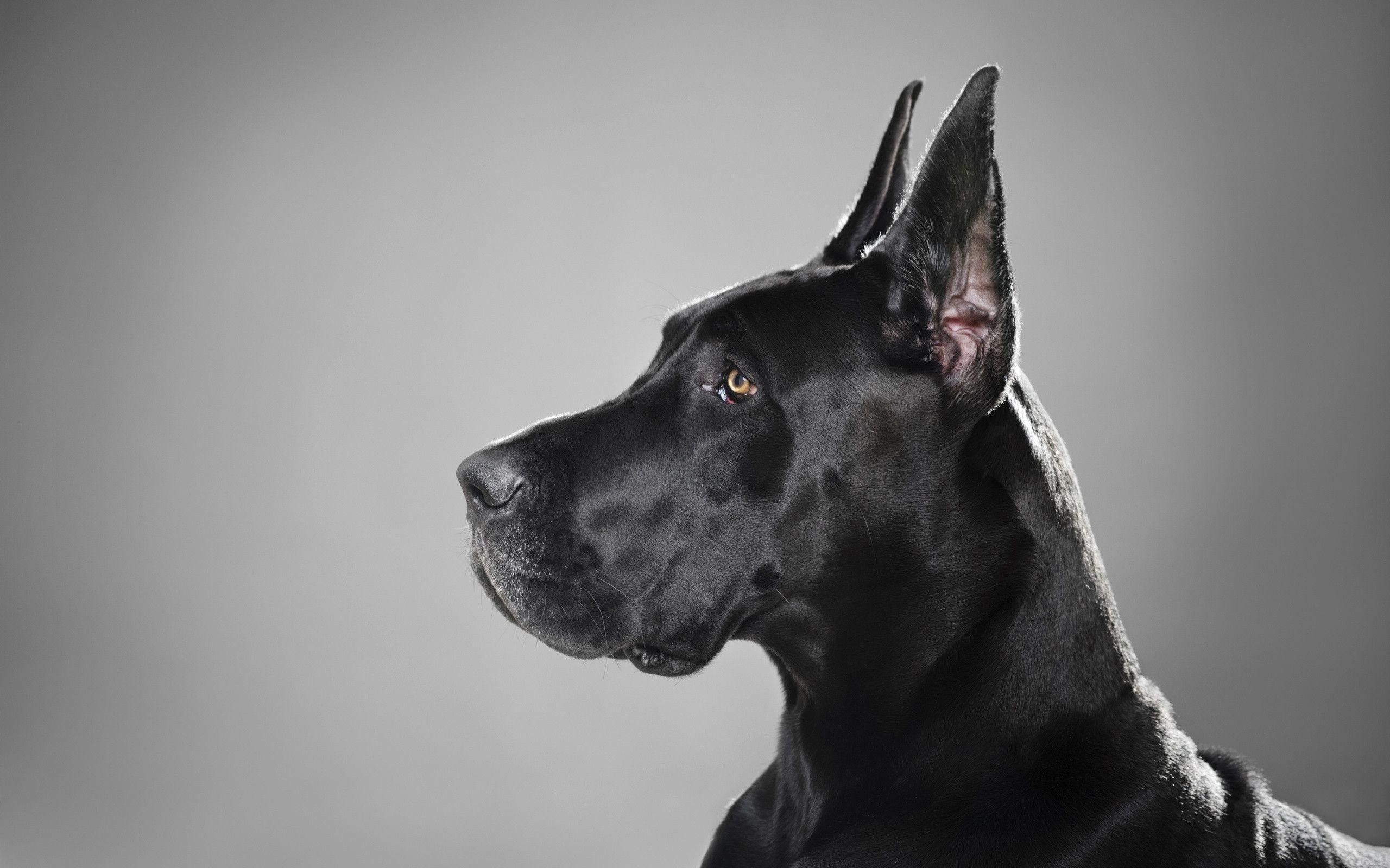 Great Dane Wallpapers