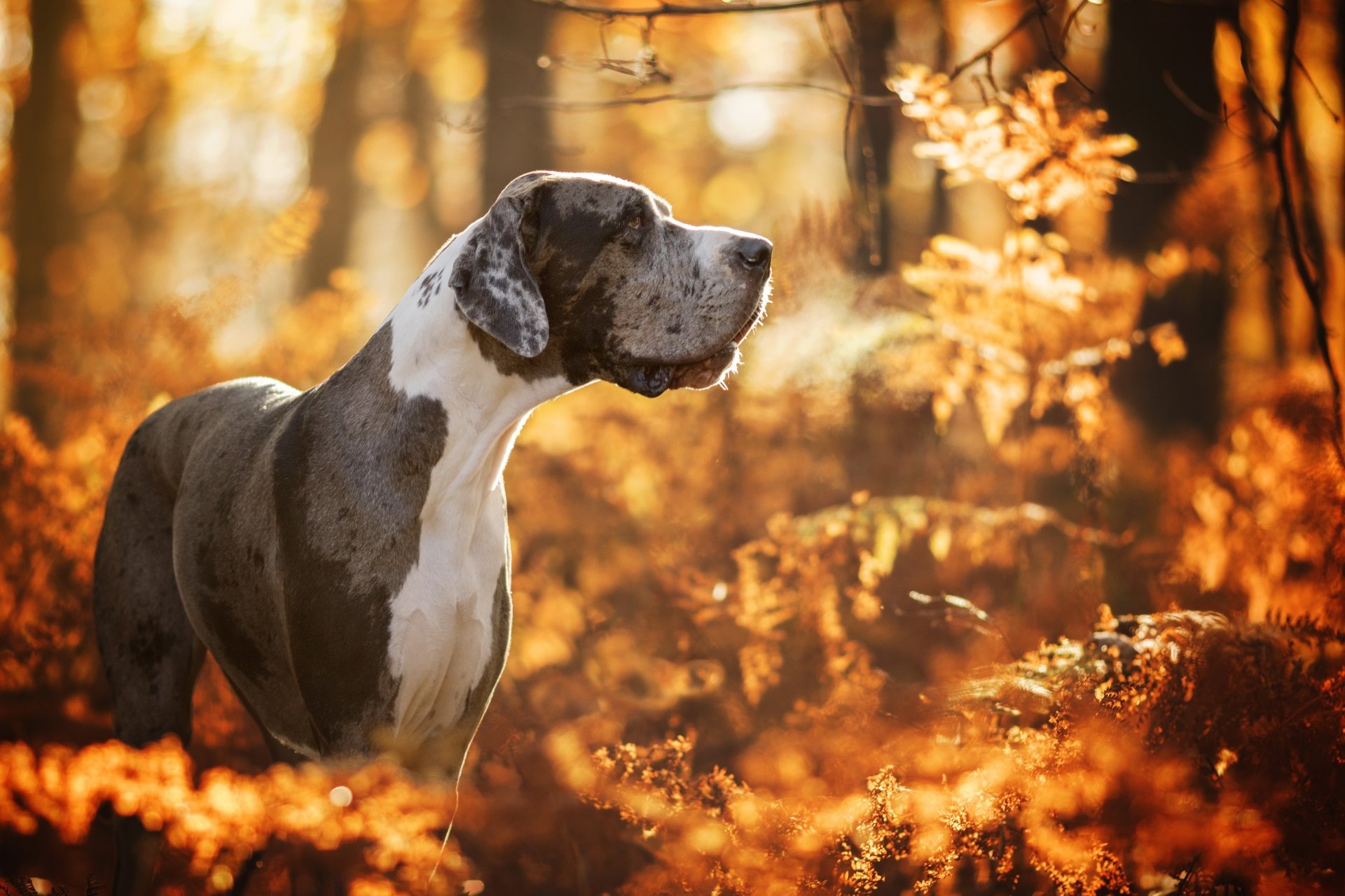 Great Dane Wallpapers