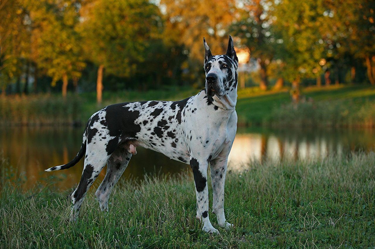 Great Dane Wallpapers