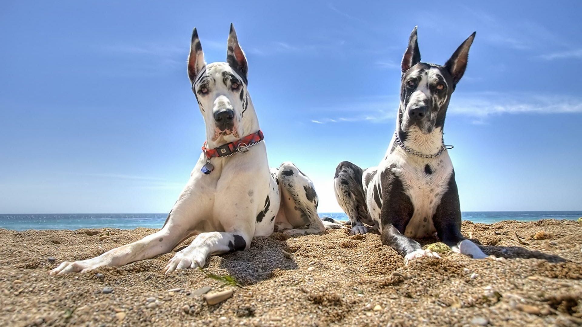 Great Dane Wallpapers