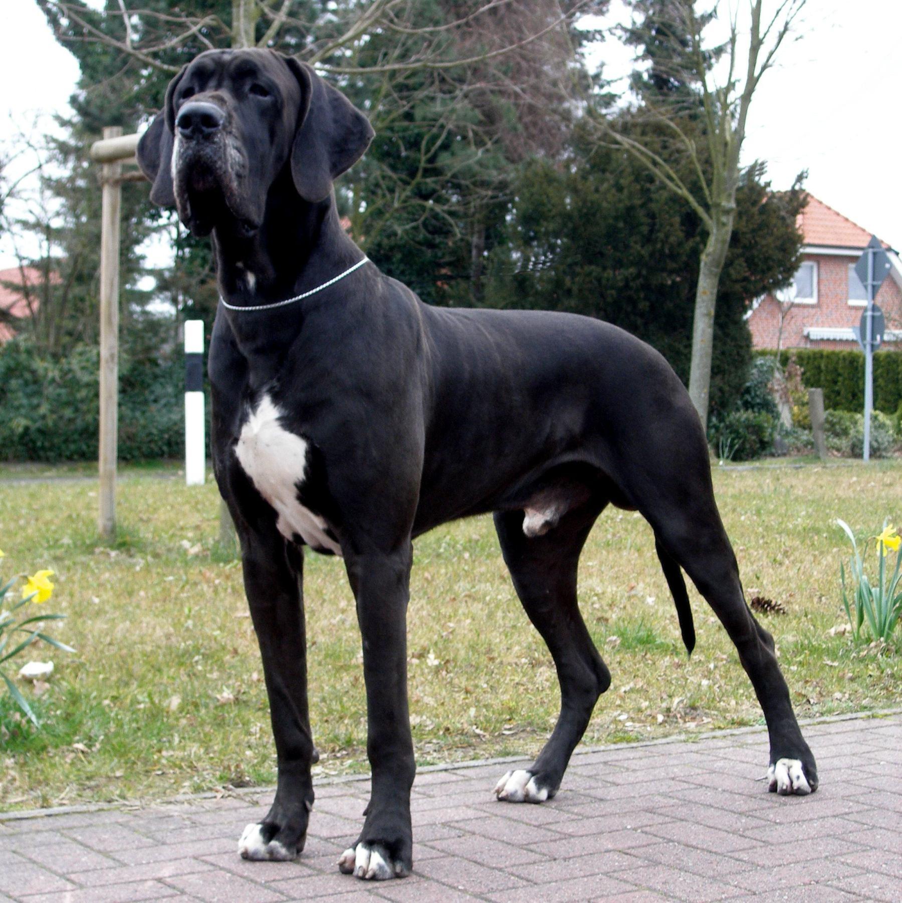 Great Dane Wallpapers