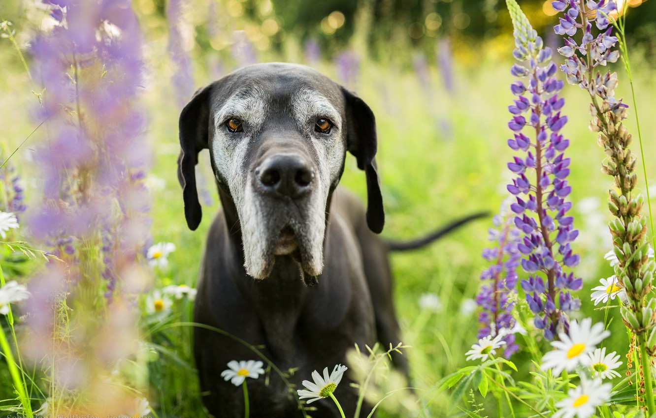 Great Dane Wallpapers