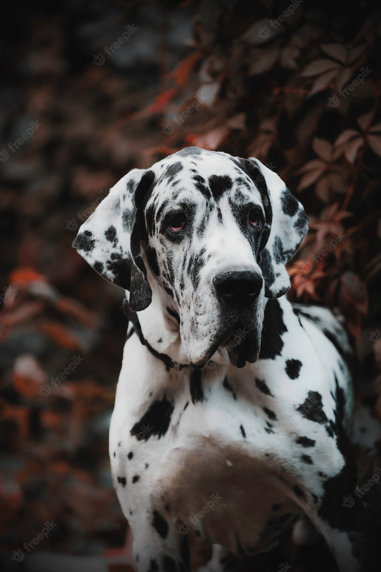 Great Dane Wallpapers