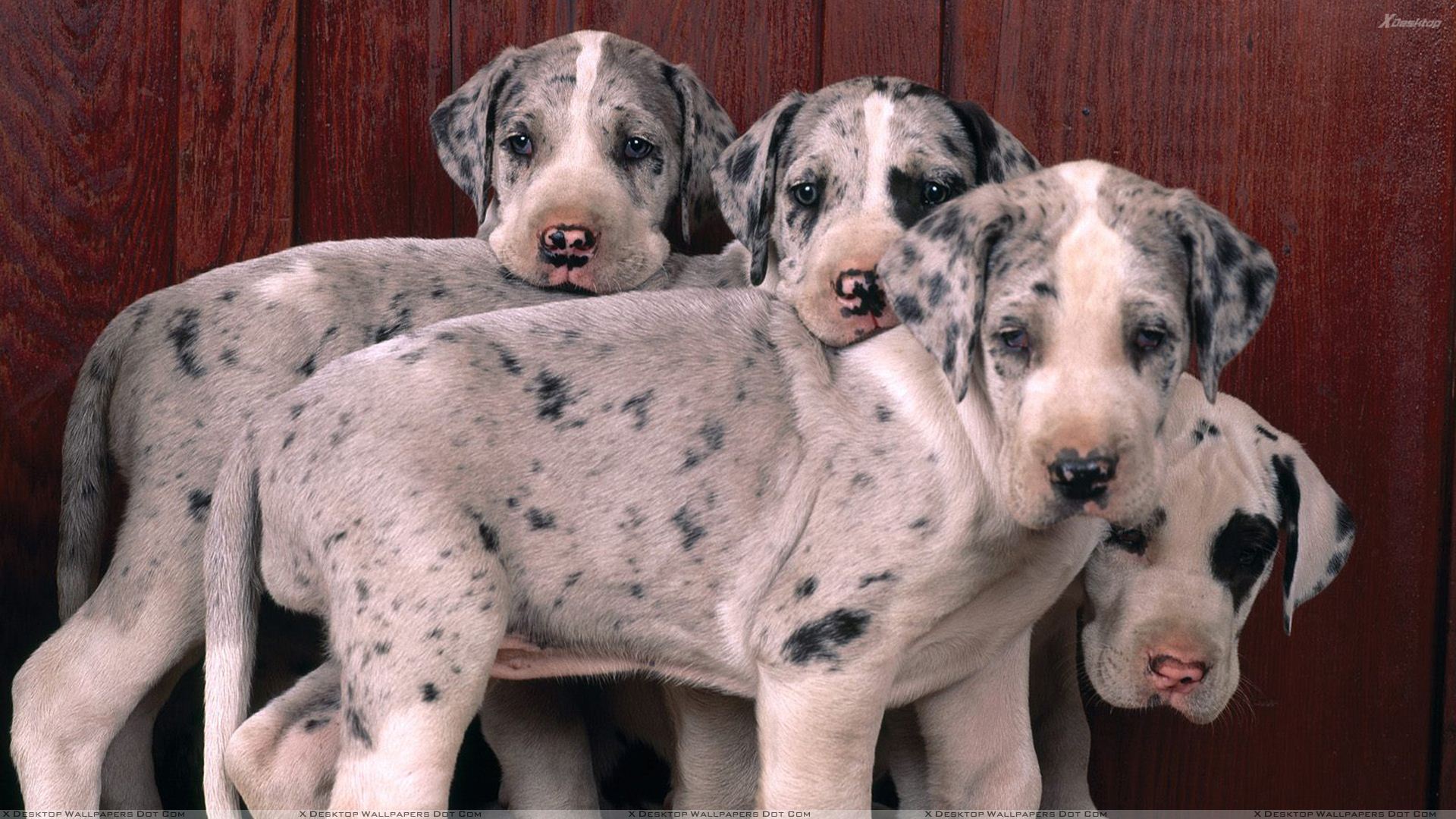 Great Dane Wallpapers