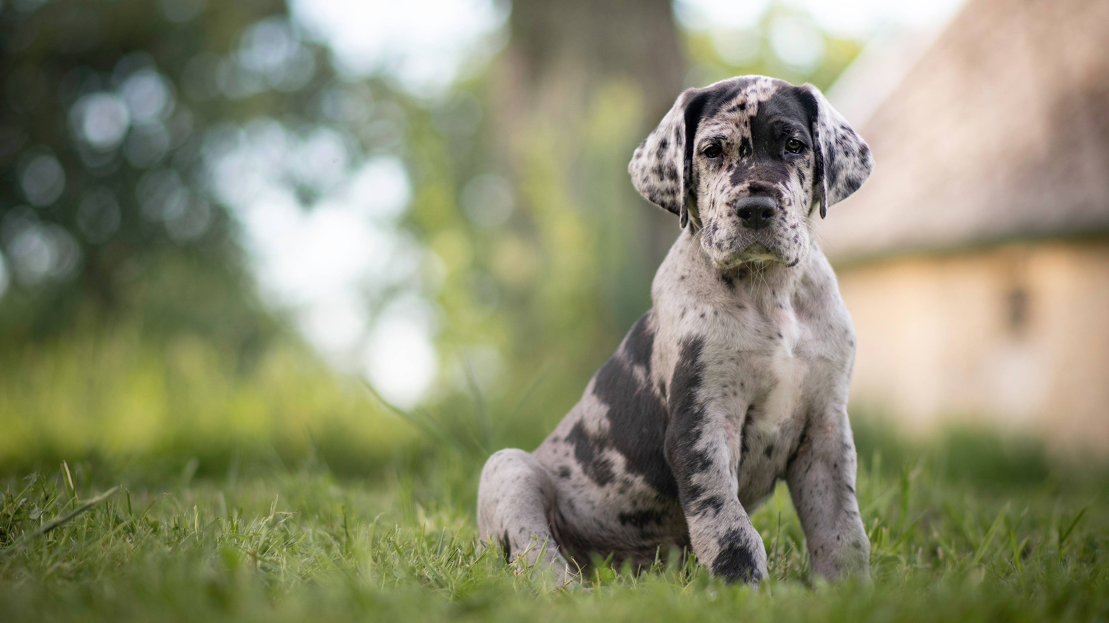 Great Dane Wallpapers