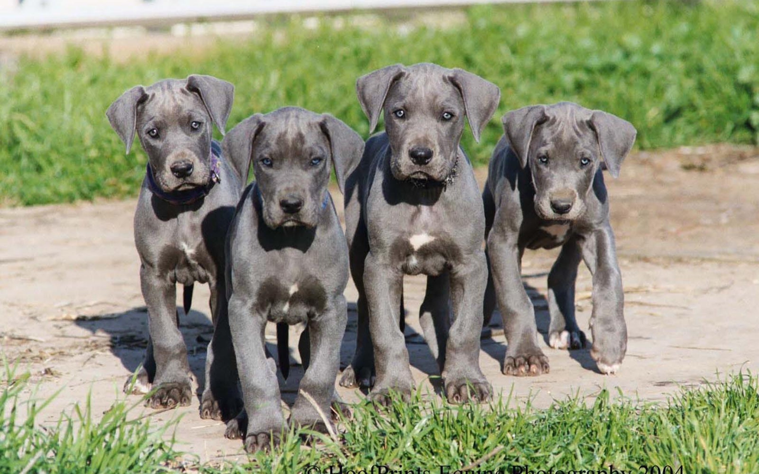 Great Dane Wallpapers