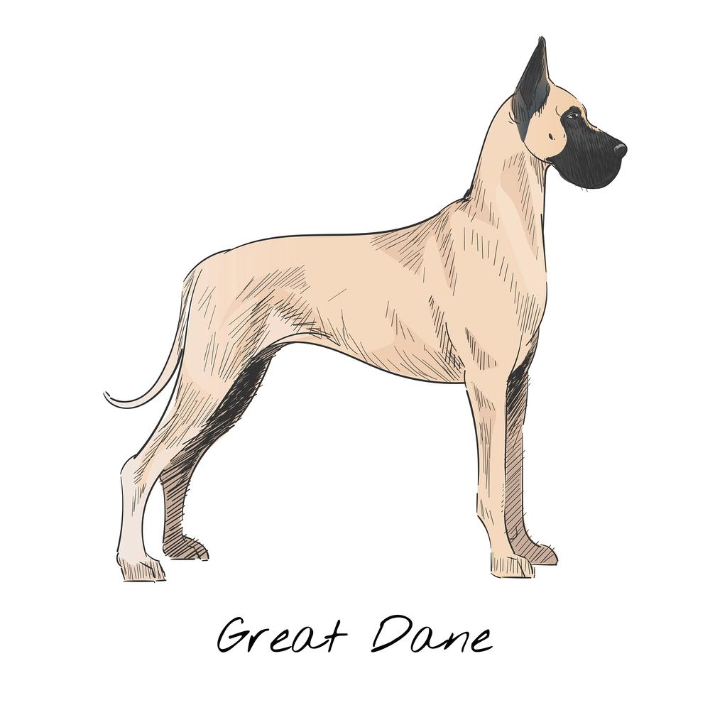 Great Dane Wallpapers