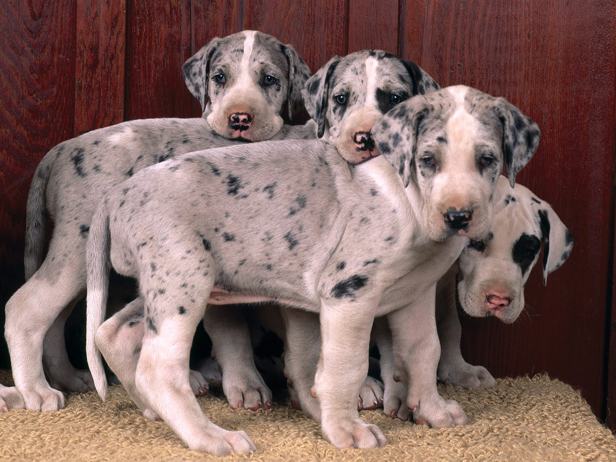 Great Dane Wallpapers