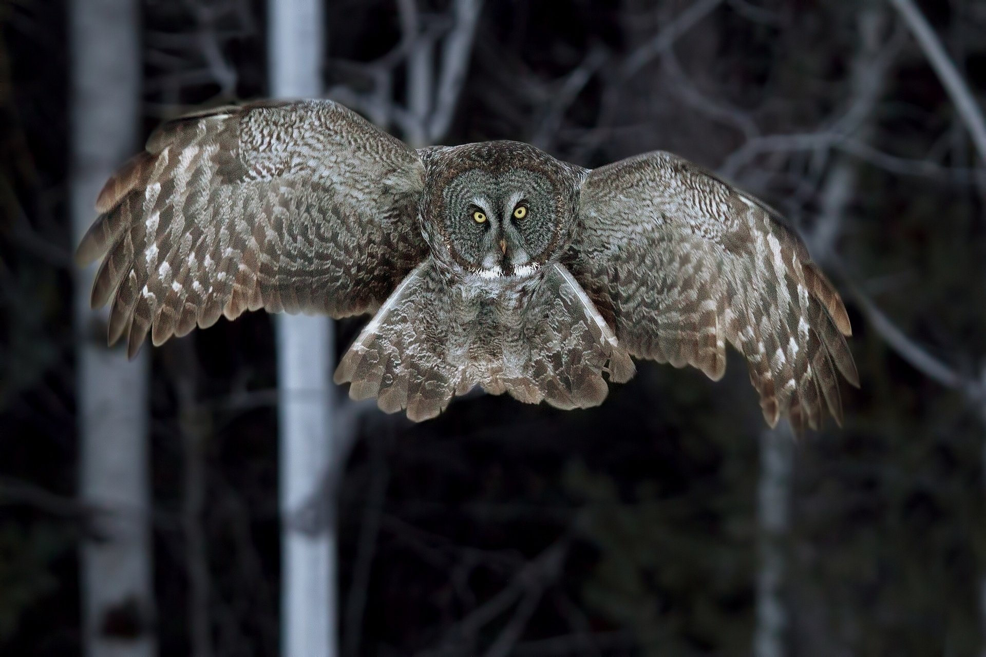 Great Grey Owl Wallpapers