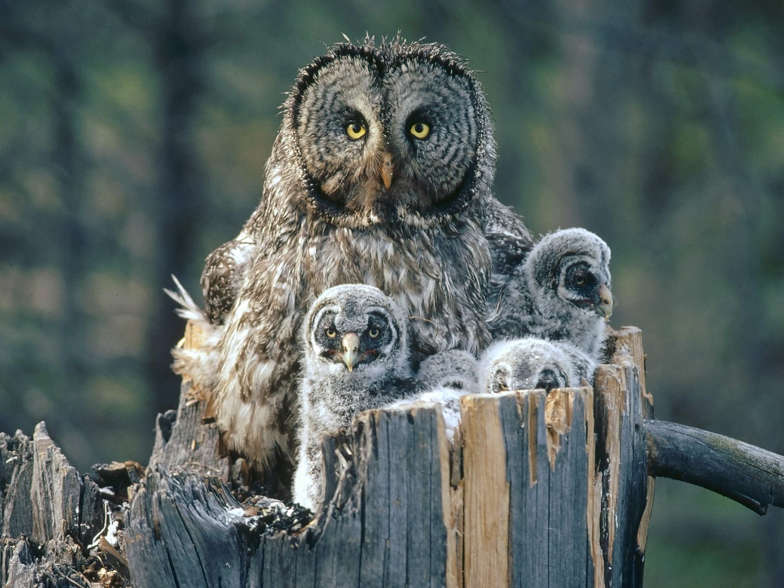 Great Grey Owl Wallpapers