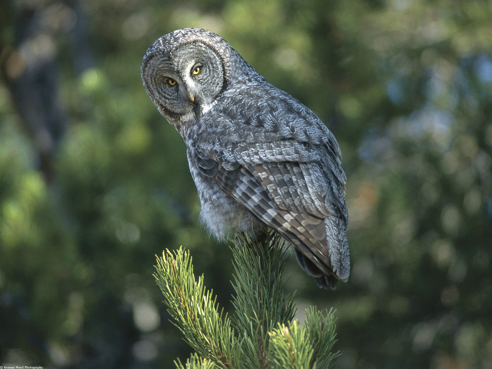 Great Grey Owl Wallpapers