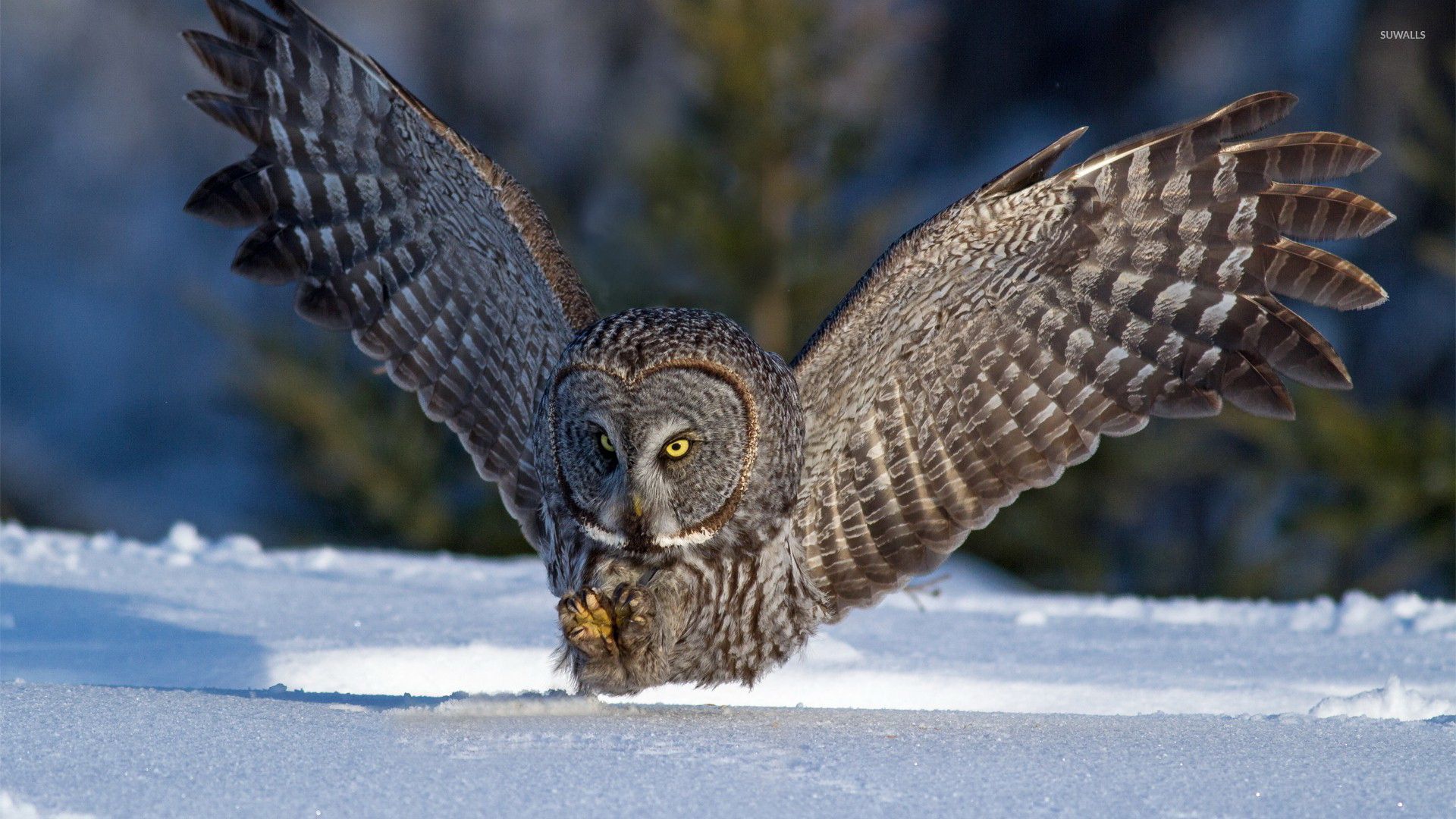 Great Grey Owl Wallpapers