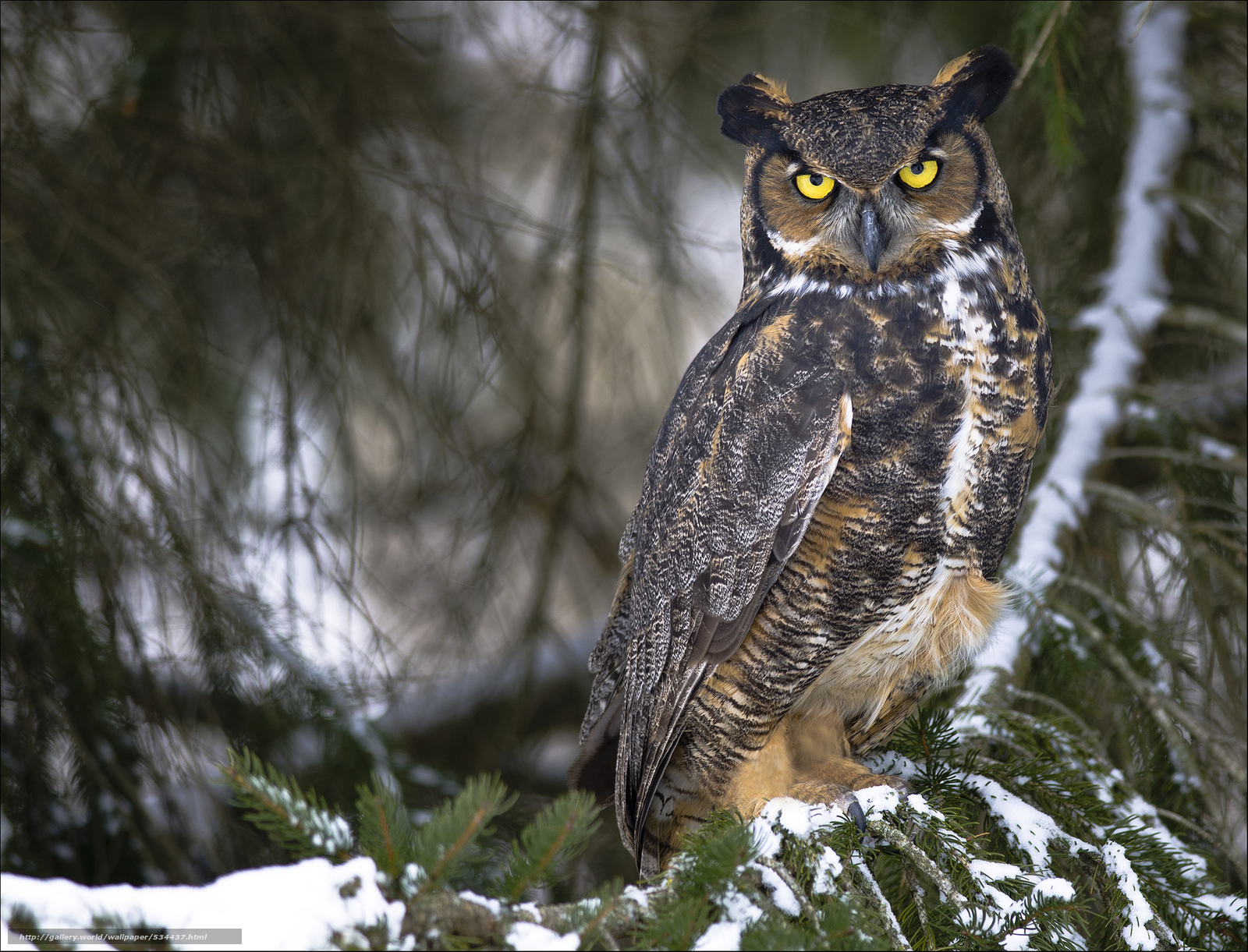 Great Grey Owl Wallpapers