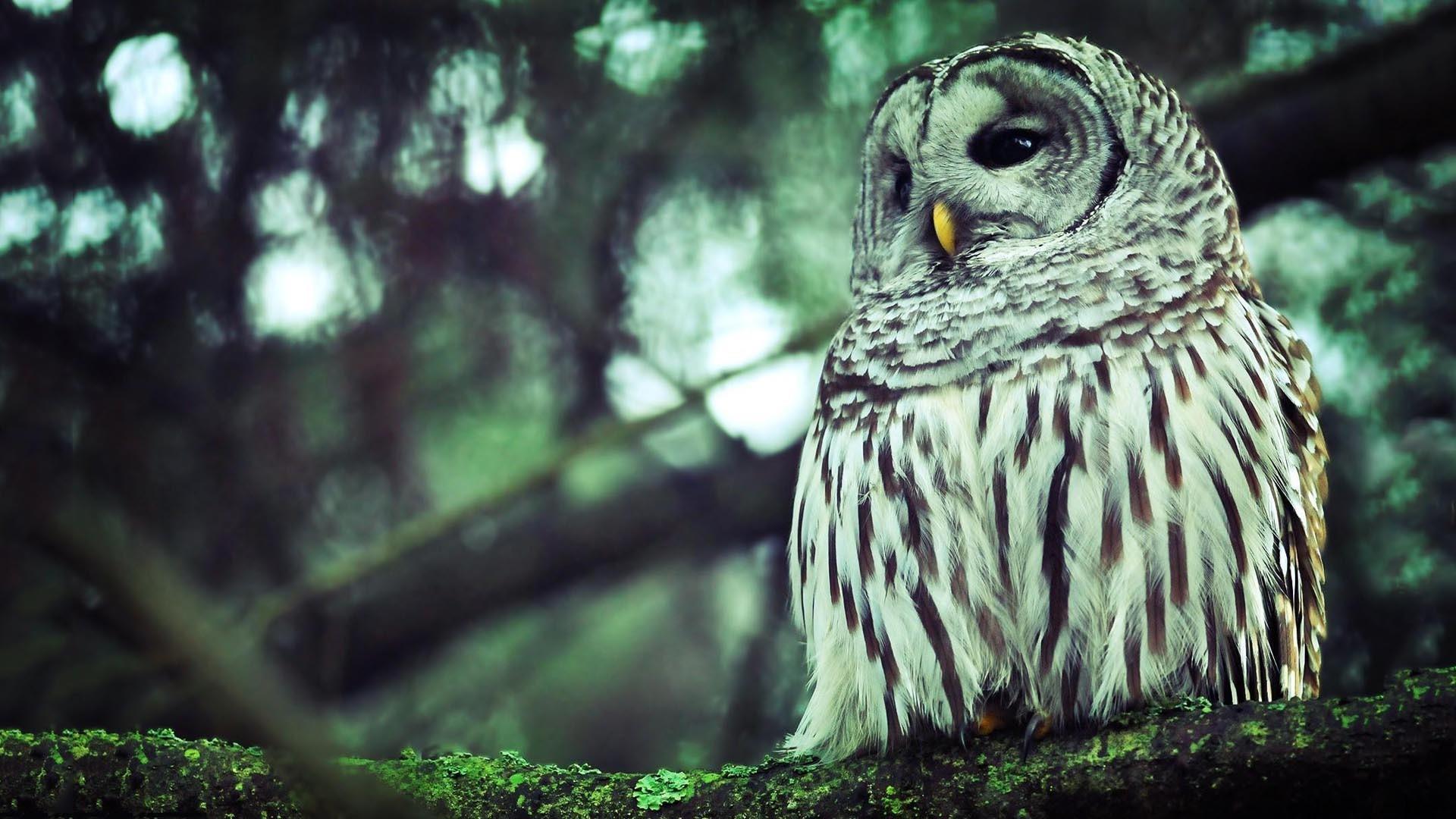 Great Grey Owl Wallpapers