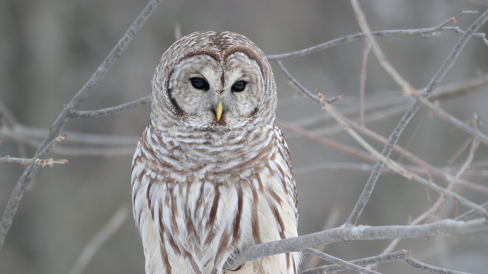 Great Grey Owl Wallpapers