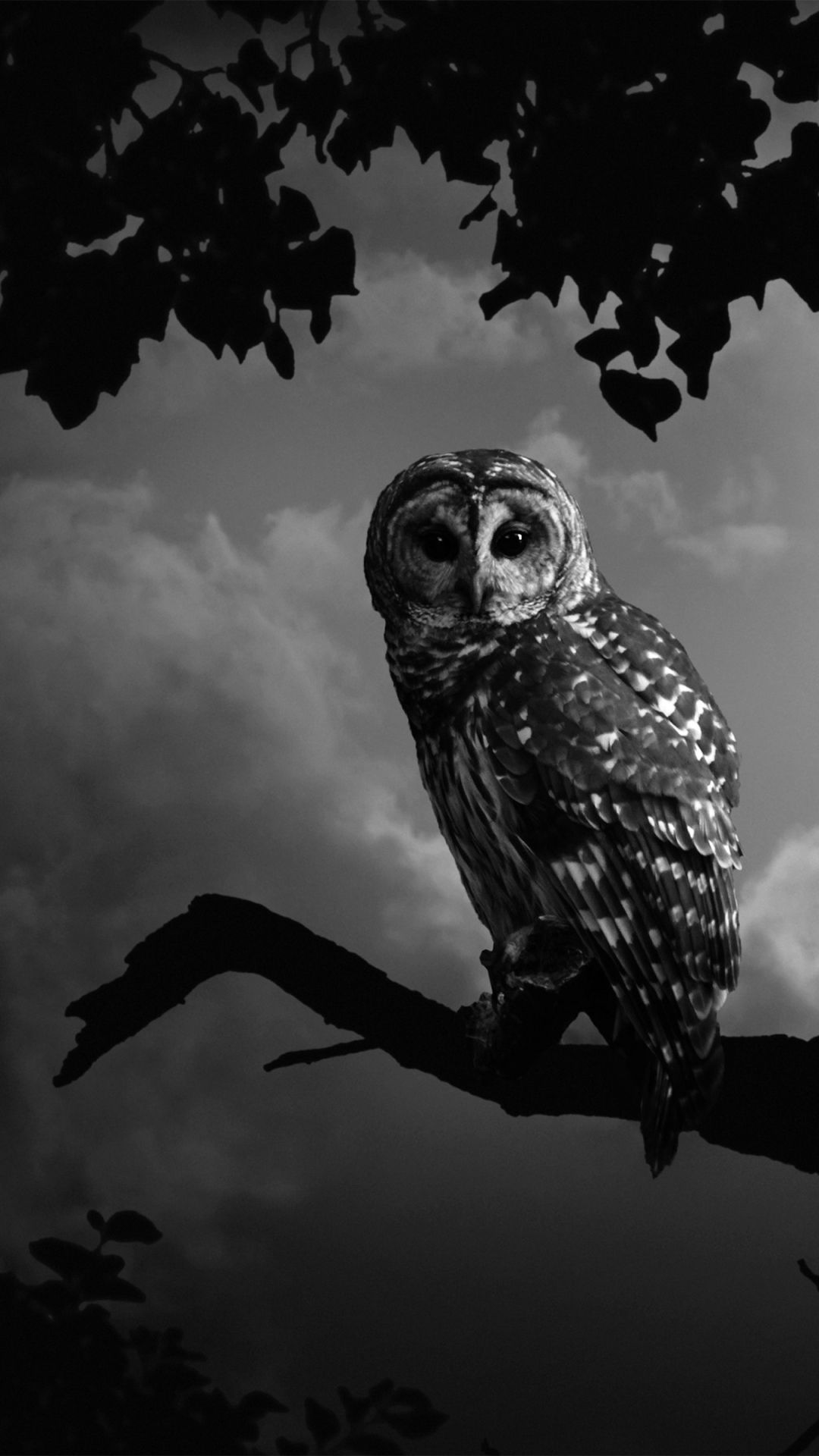 Great Grey Owl Wallpapers