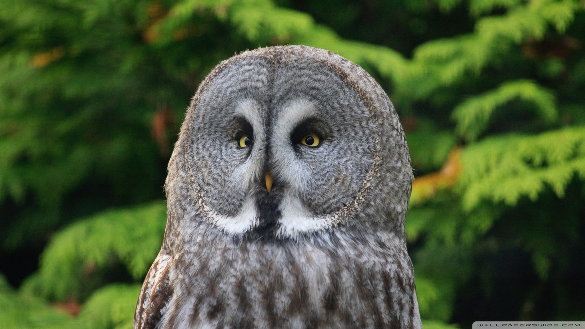 Great Grey Owl Wallpapers