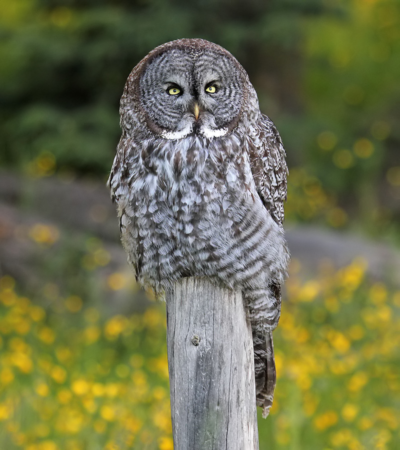 Great Grey Owl Wallpapers