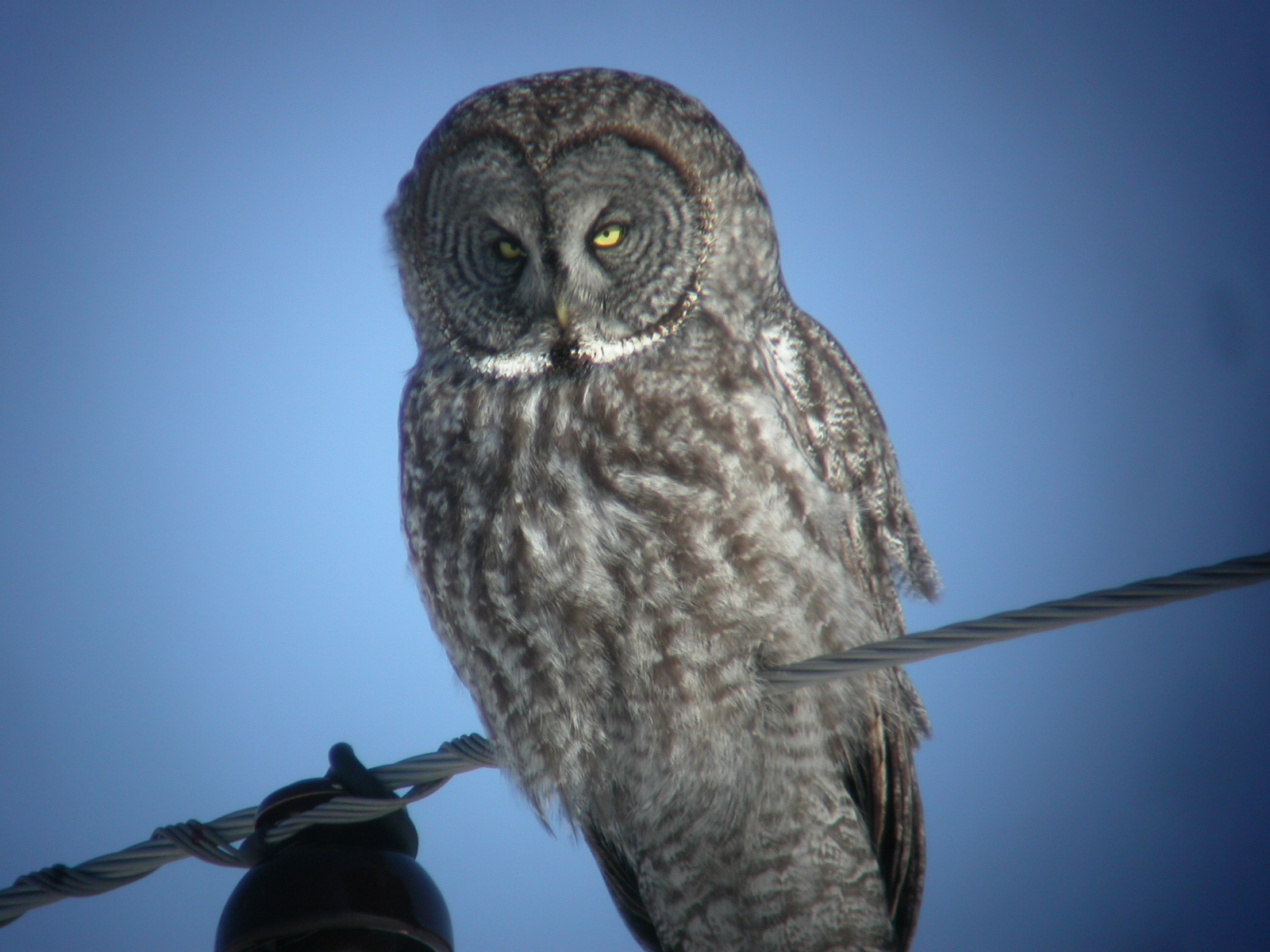 Great Grey Owl Wallpapers