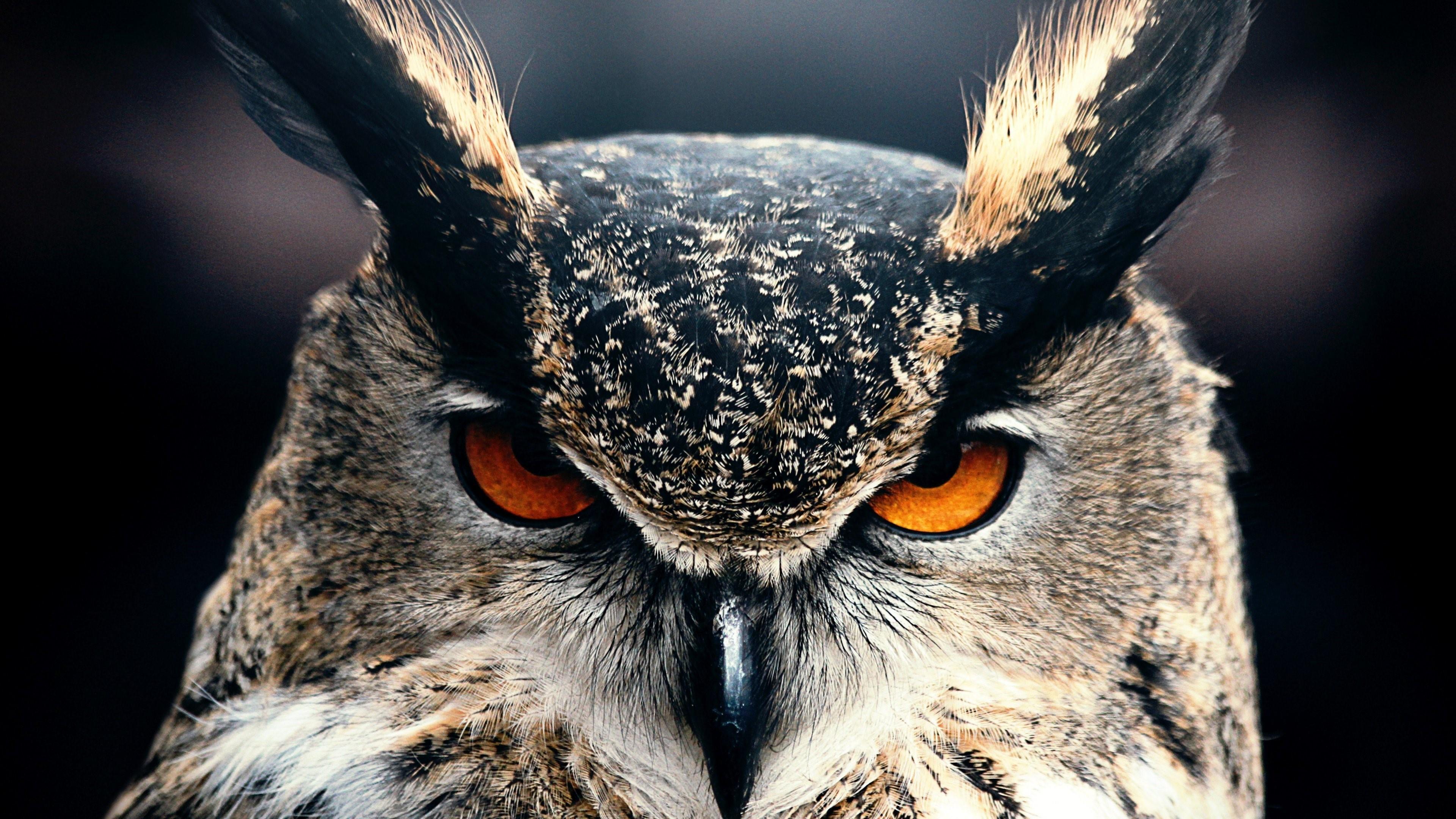 Great Horned Owl Wallpapers