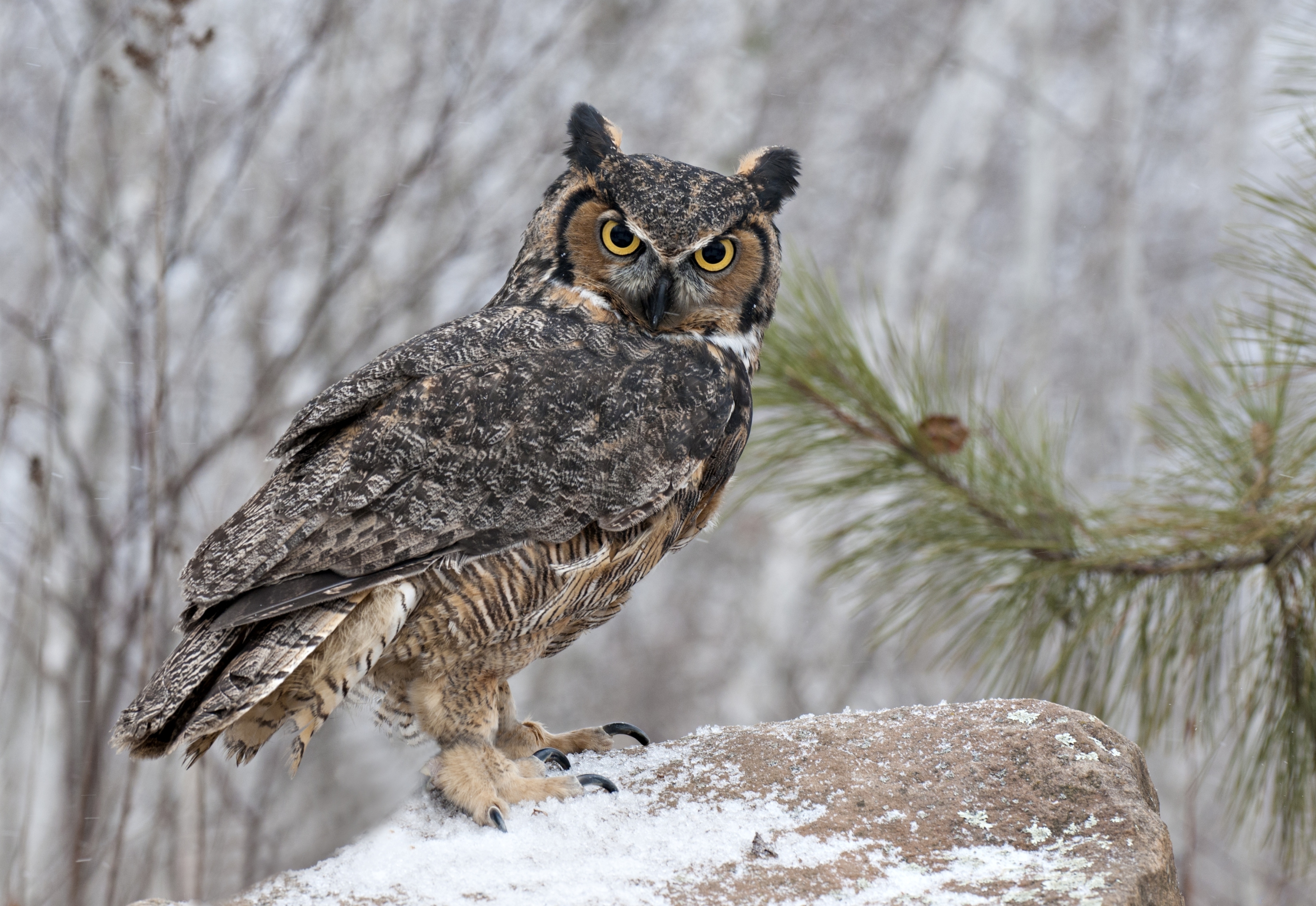 Great Horned Owl Wallpapers