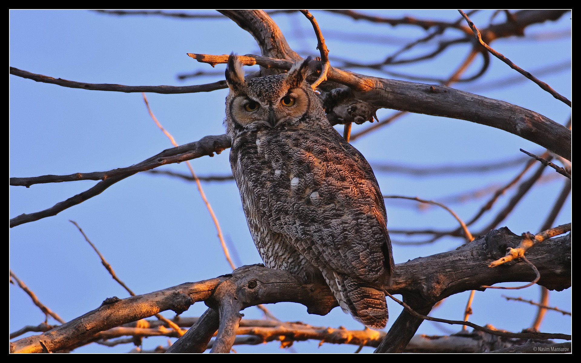 Great Horned Owl Wallpapers