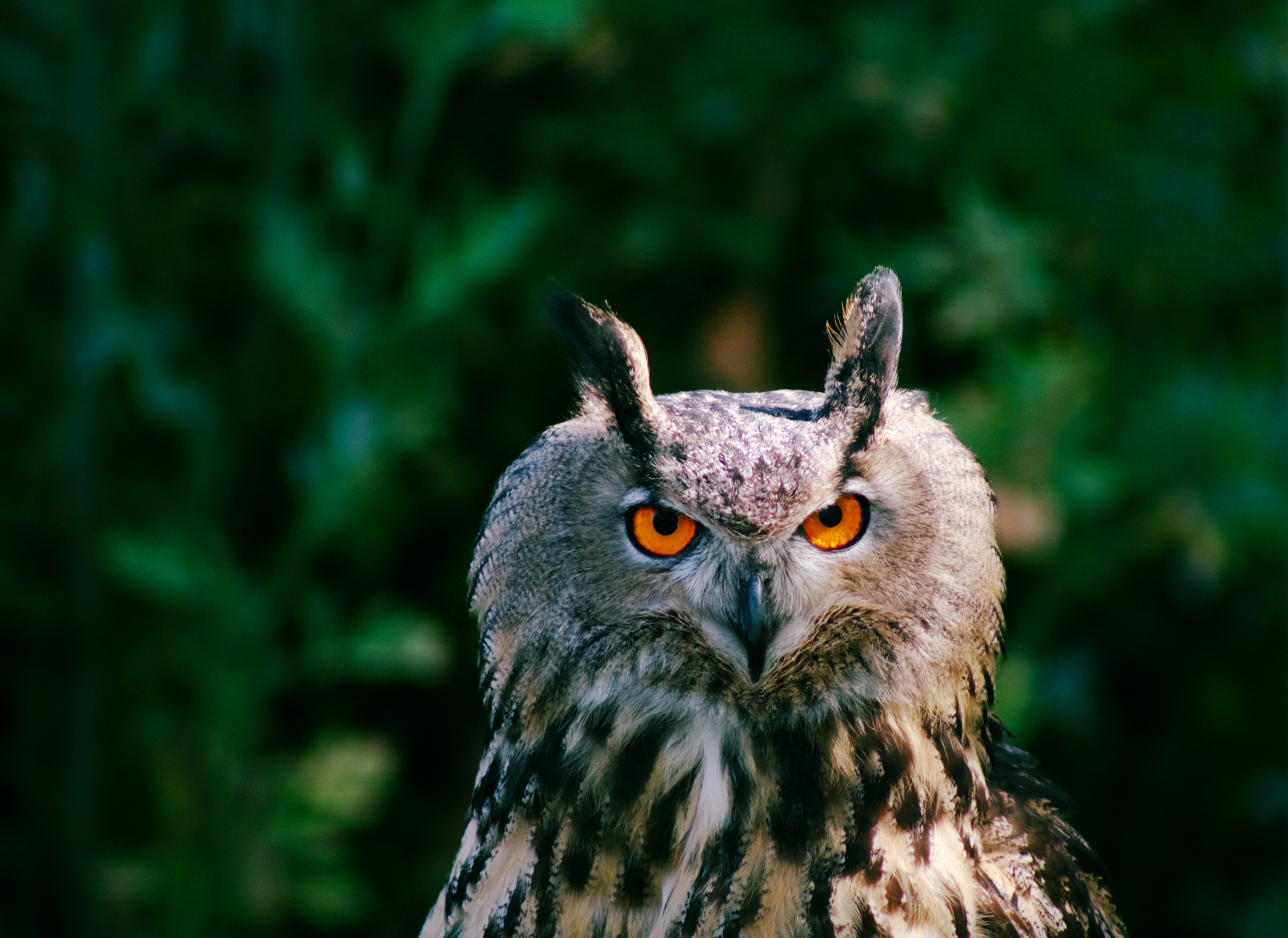 Great Horned Owl Wallpapers