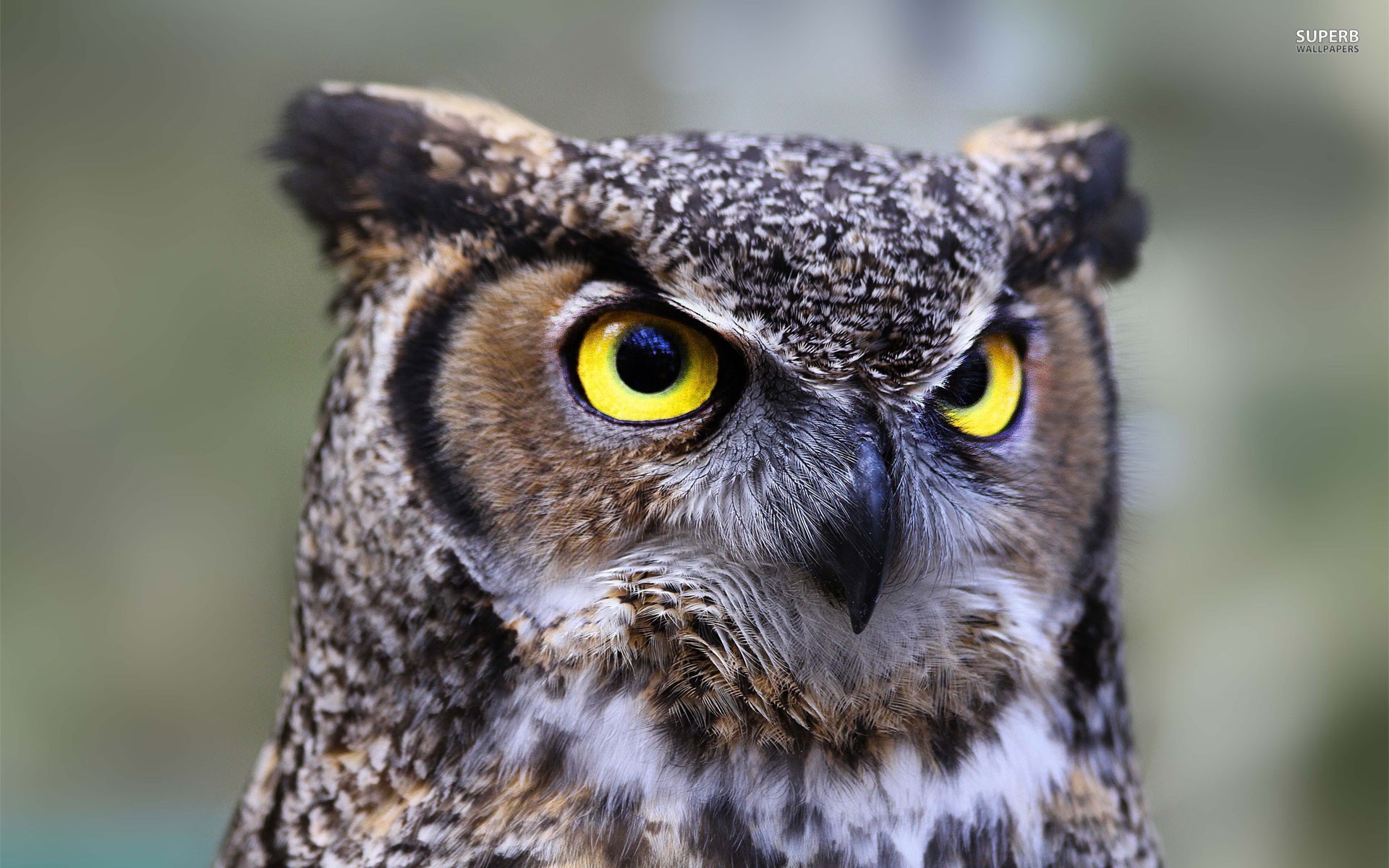 Great Horned Owl Wallpapers