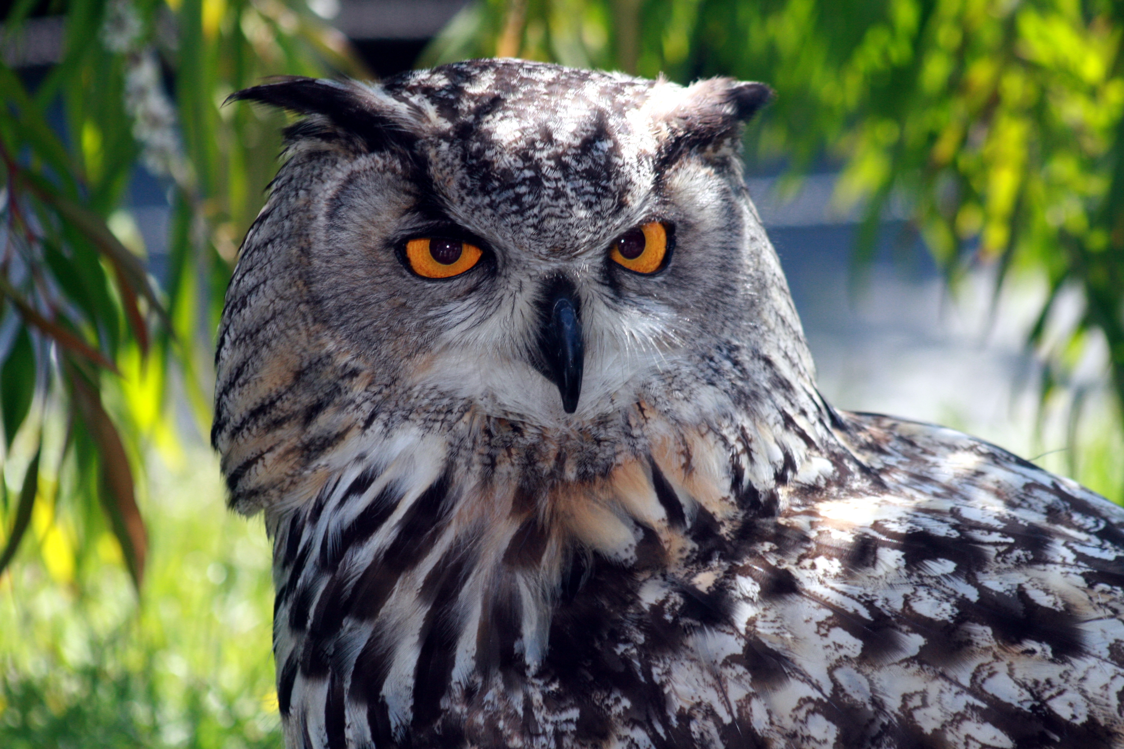 Great Horned Owl Wallpapers