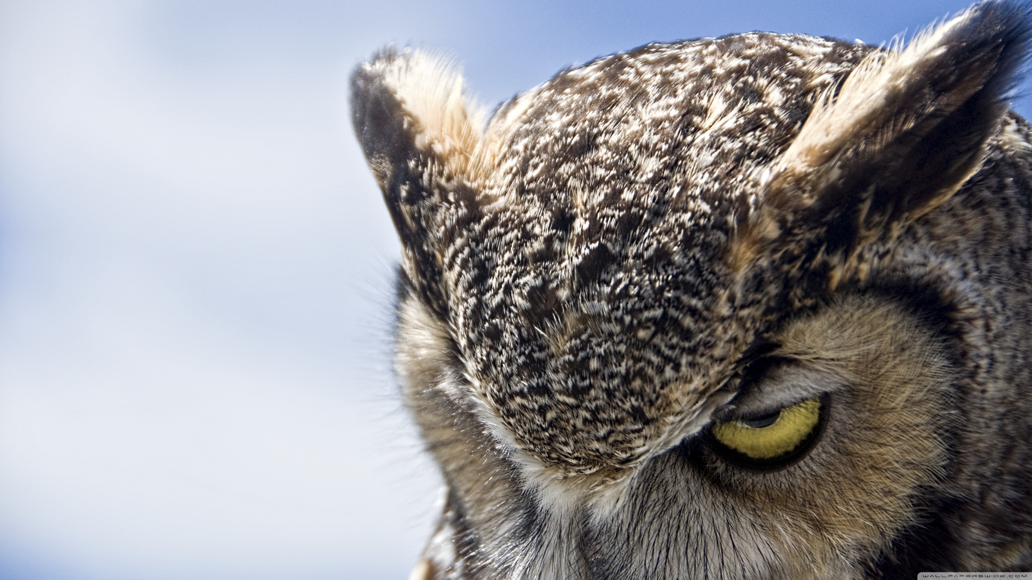 Great Horned Owl Wallpapers