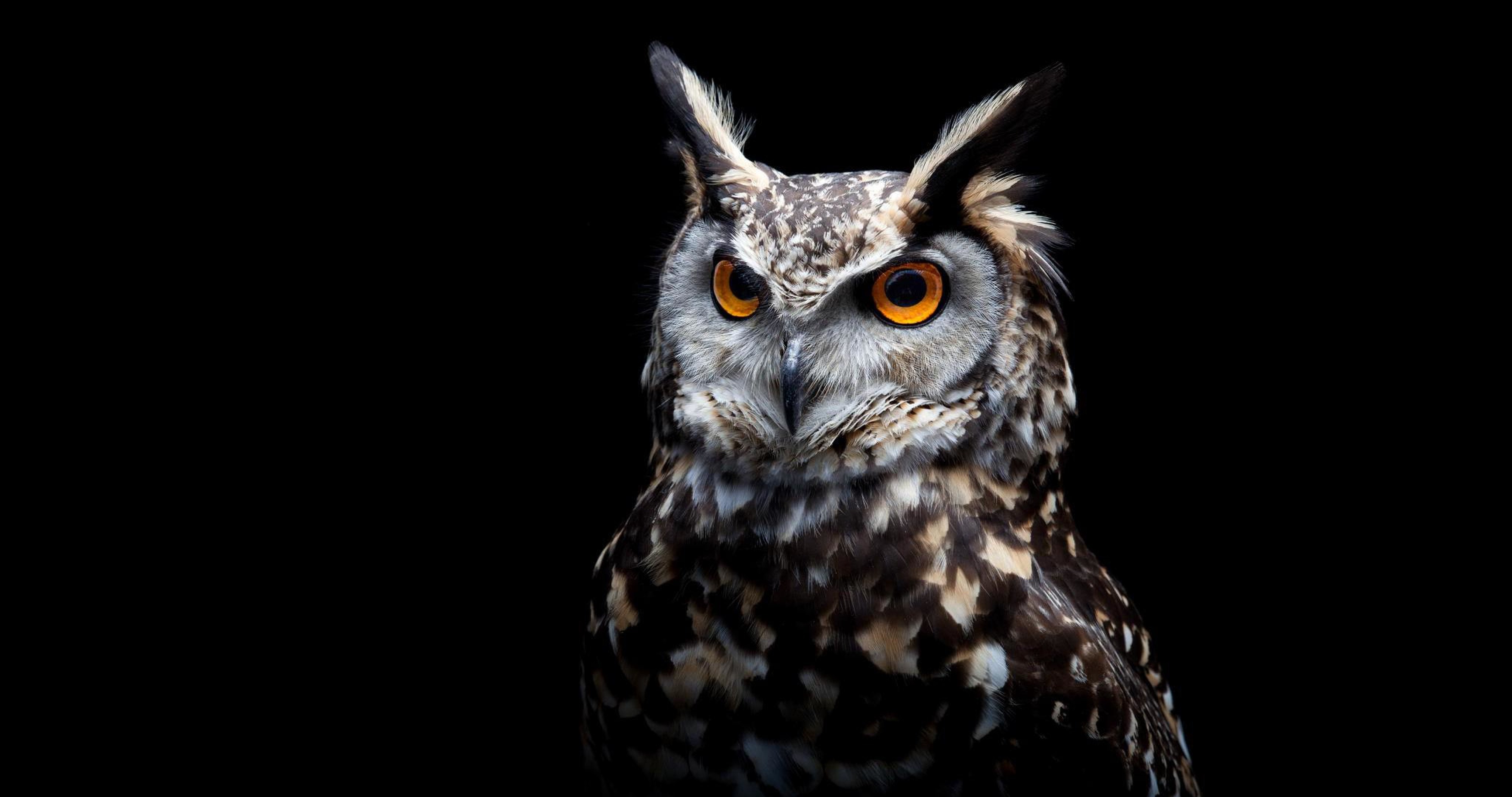 Great Horned Owl Wallpapers