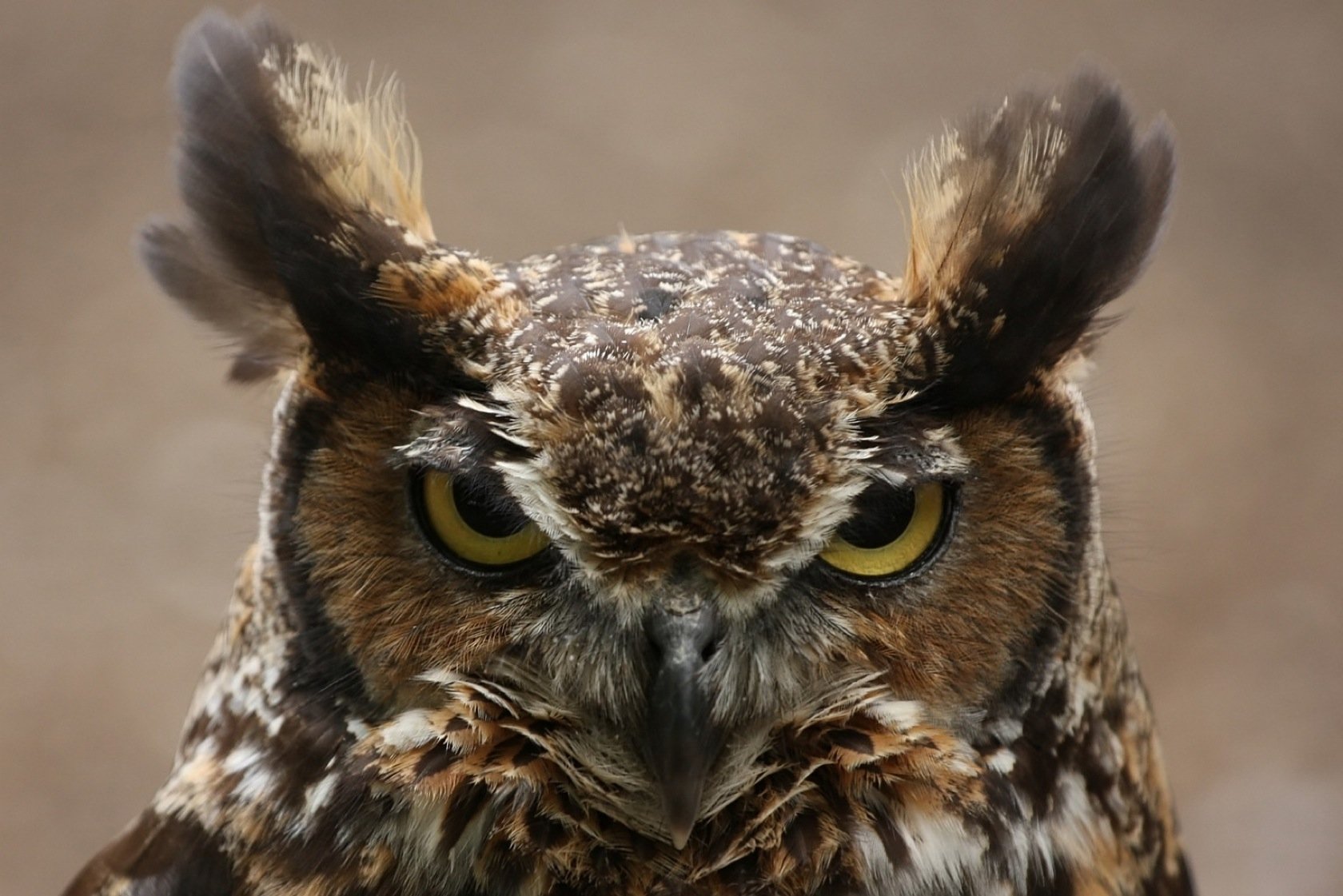 Great Horned Owl Wallpapers