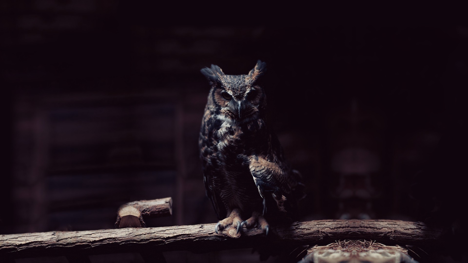 Great Horned Owl Wallpapers