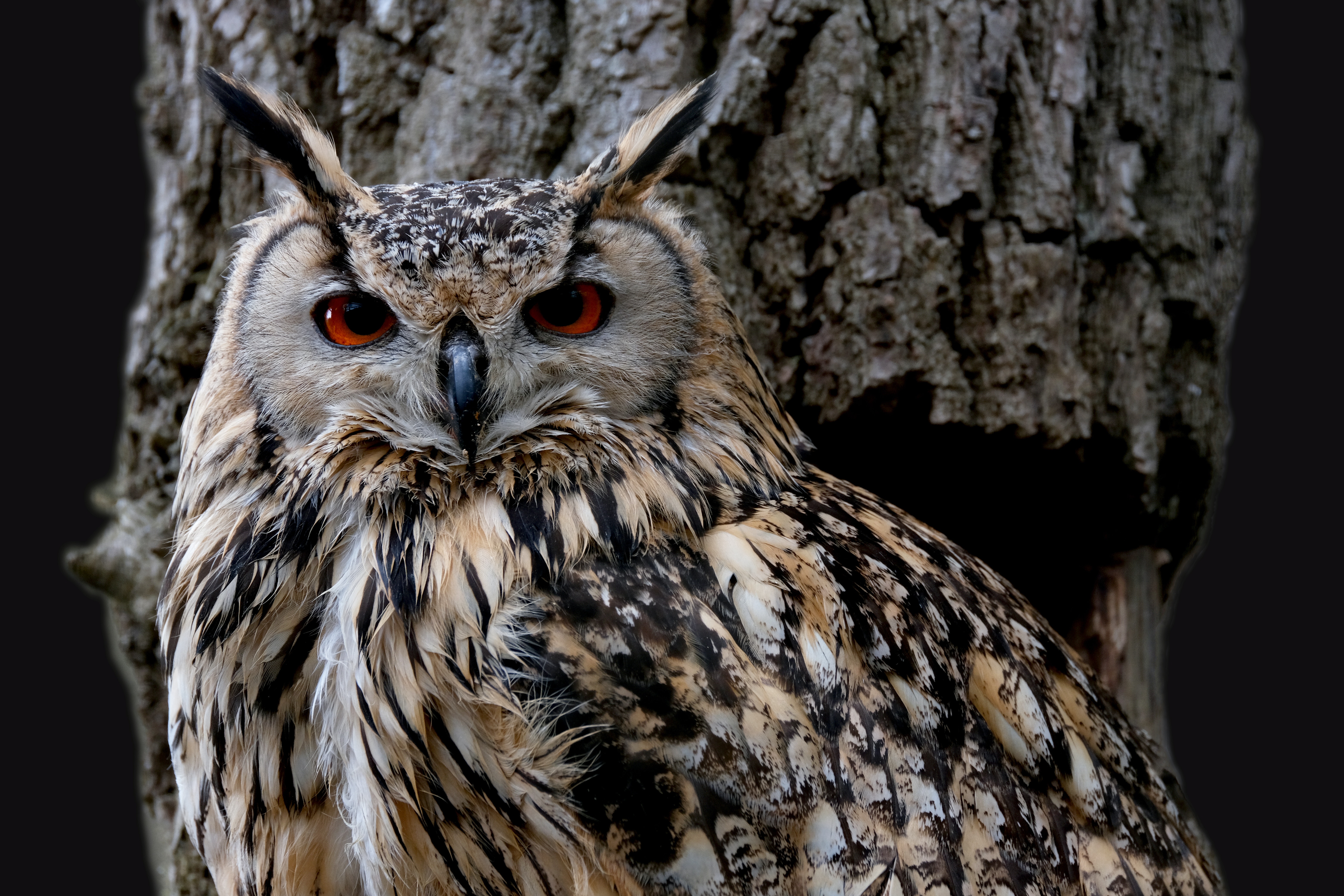 Great Horned Owl Wallpapers