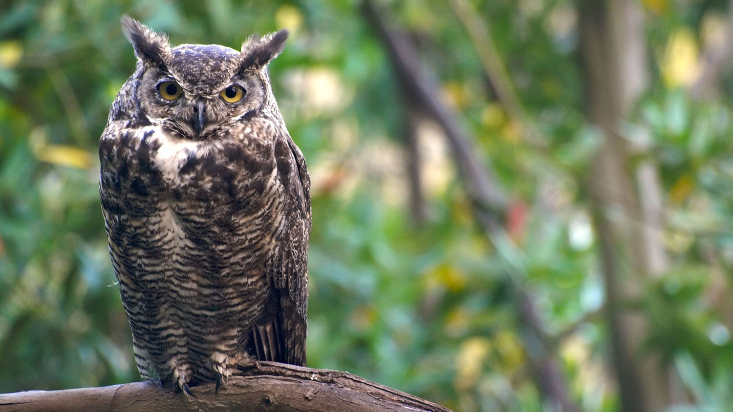 Great Horned Owl Wallpapers