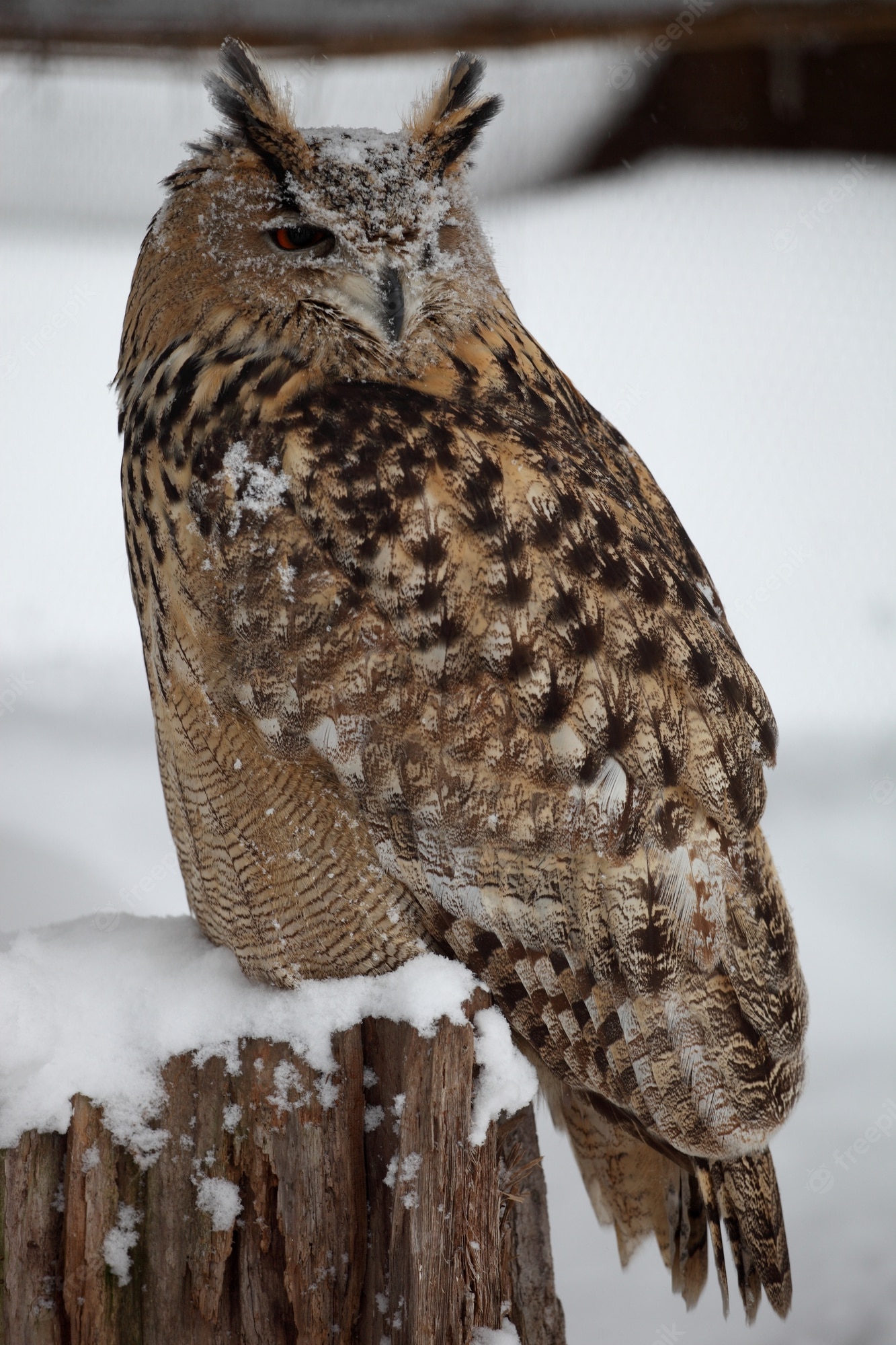 Great Horned Owl Wallpapers