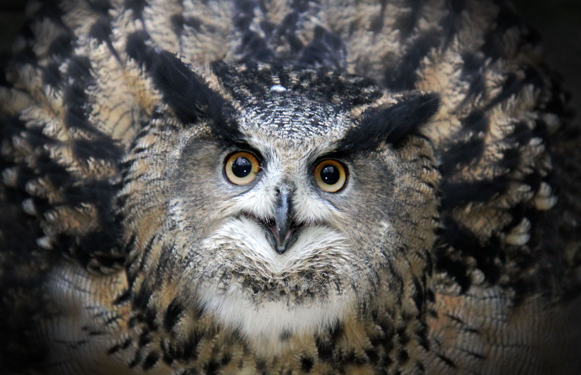 Great Horned Owl Wallpapers