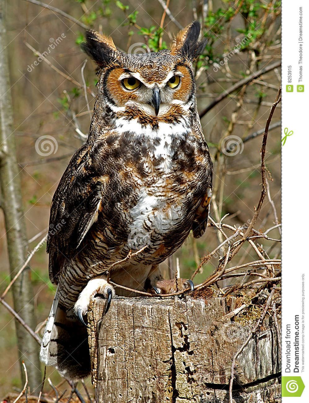 Great Horned Owl Wallpapers