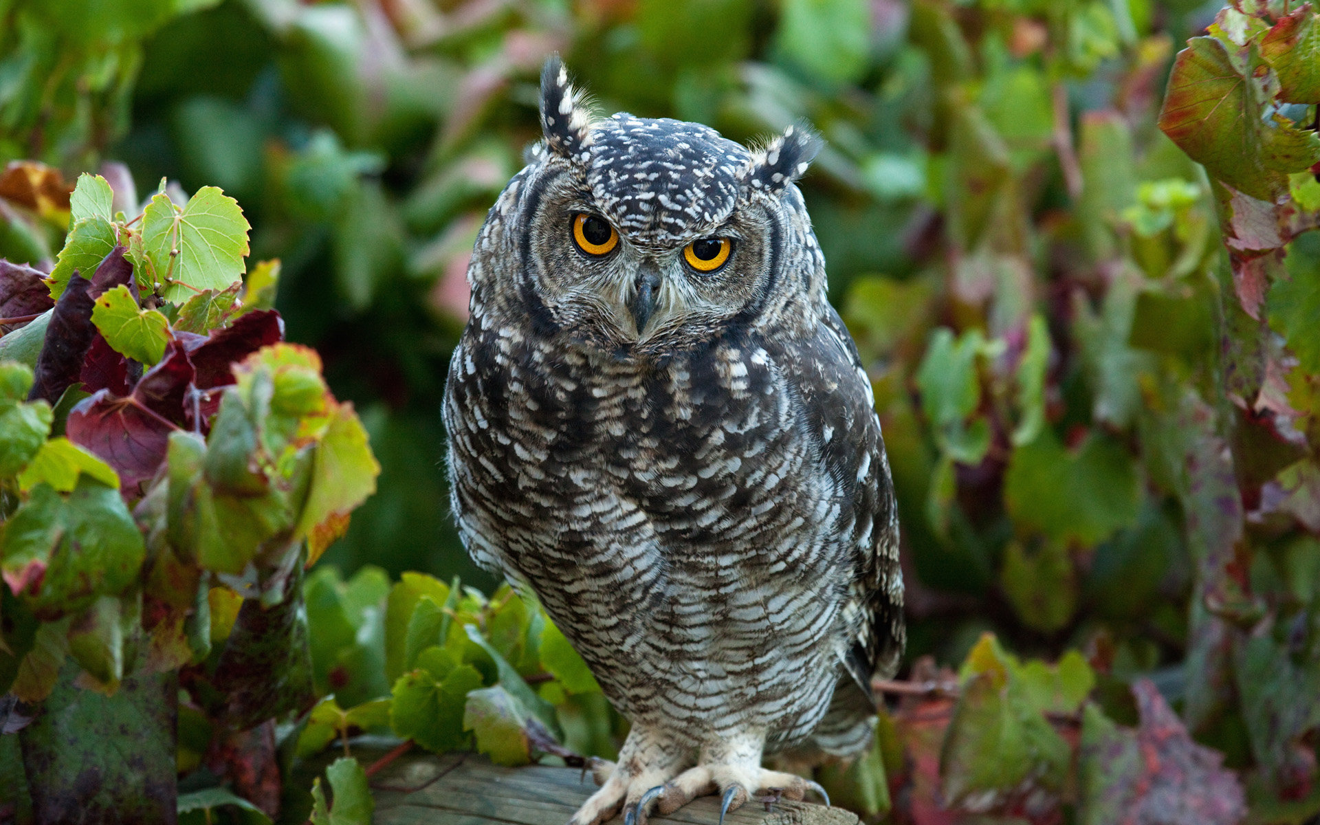 Great Horned Owl Wallpapers