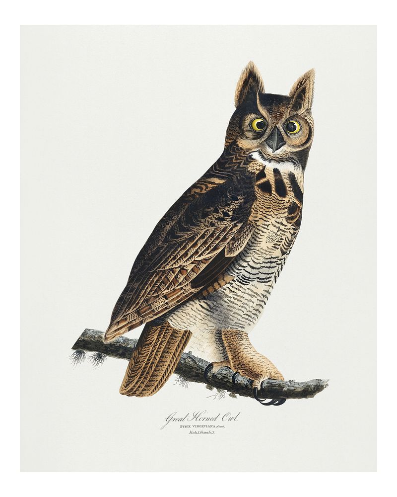 Great Horned Owl Wallpapers