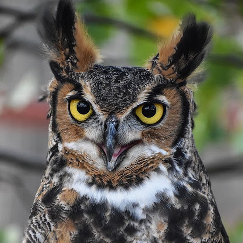 Great Horned Owl Wallpapers